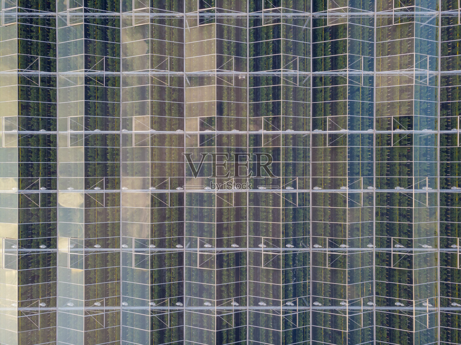 荷兰现代农业温室的鸟瞰图照片摄影图片