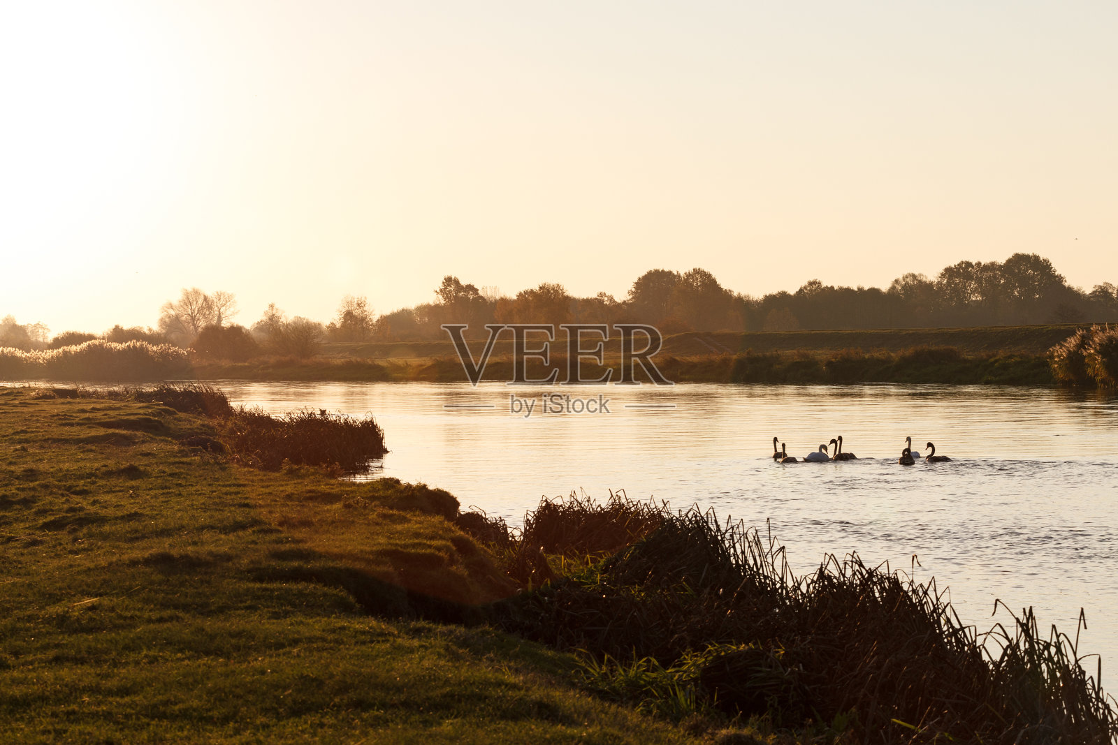波兰瓦塔河日出的天鹅照片摄影图片