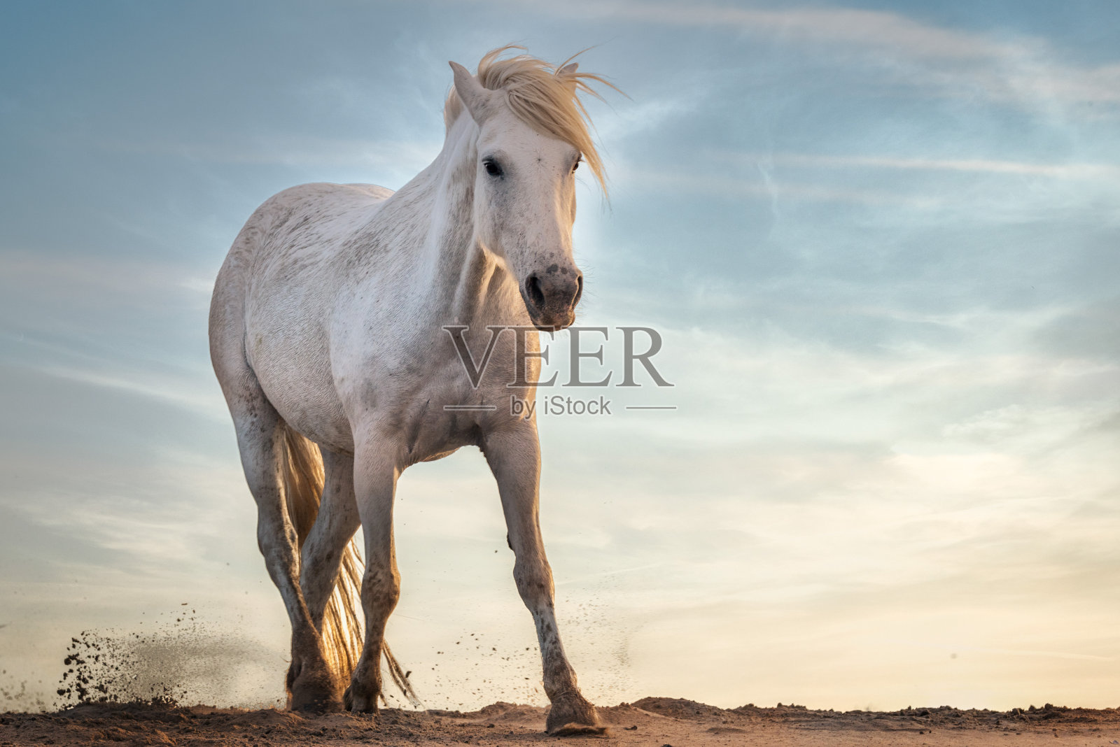 卡马尔格的白马照片摄影图片