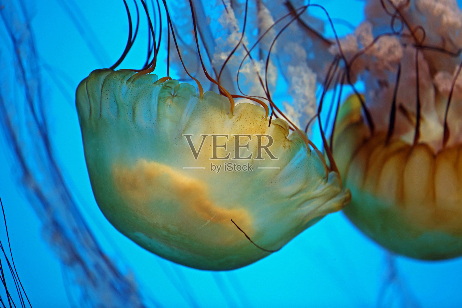 太平洋海麻的金钟照片摄影图片