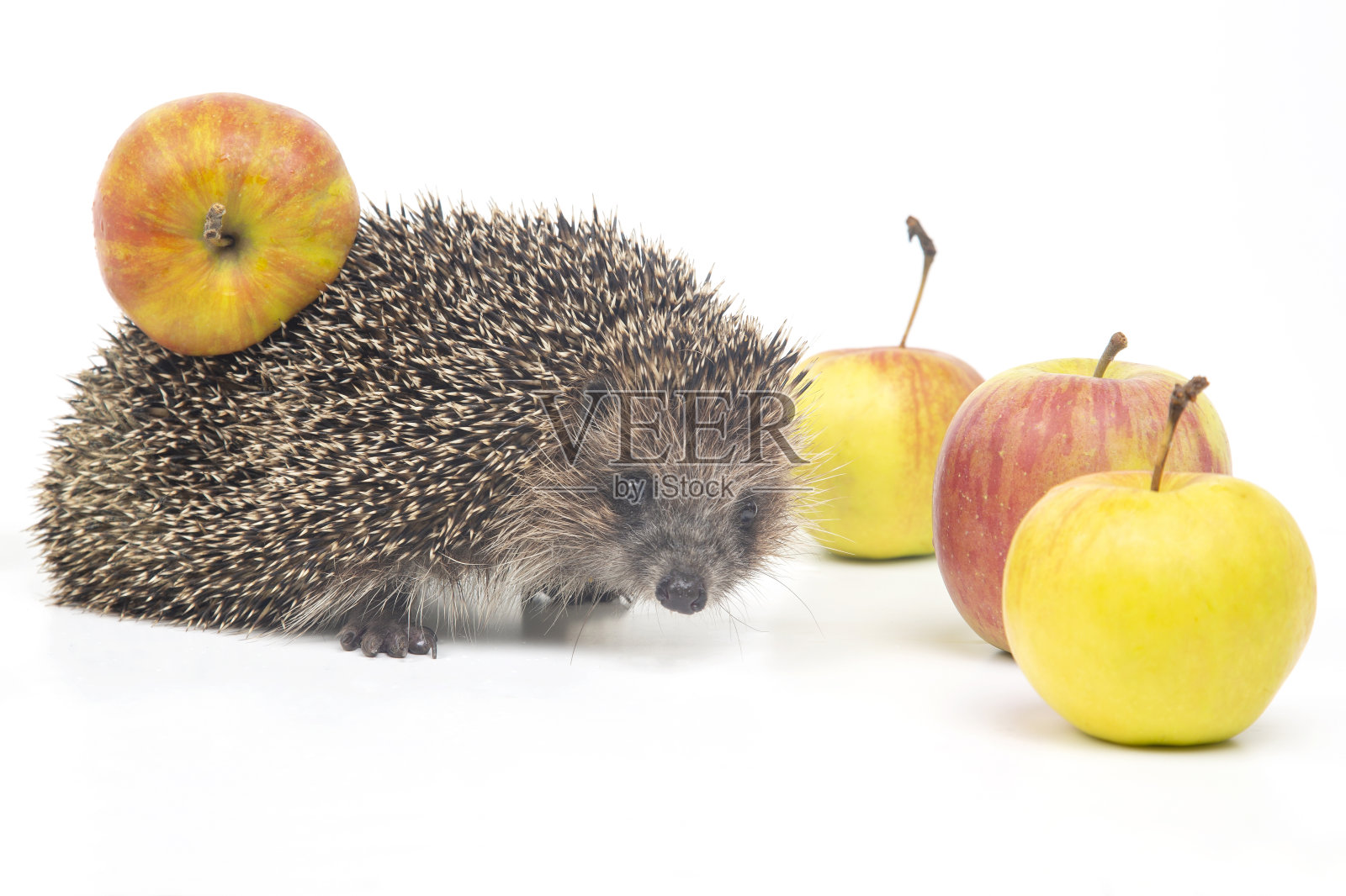 欧洲刺猬，白色背景，长有苹果。动物世界。Erinaceus europaeus照片摄影图片