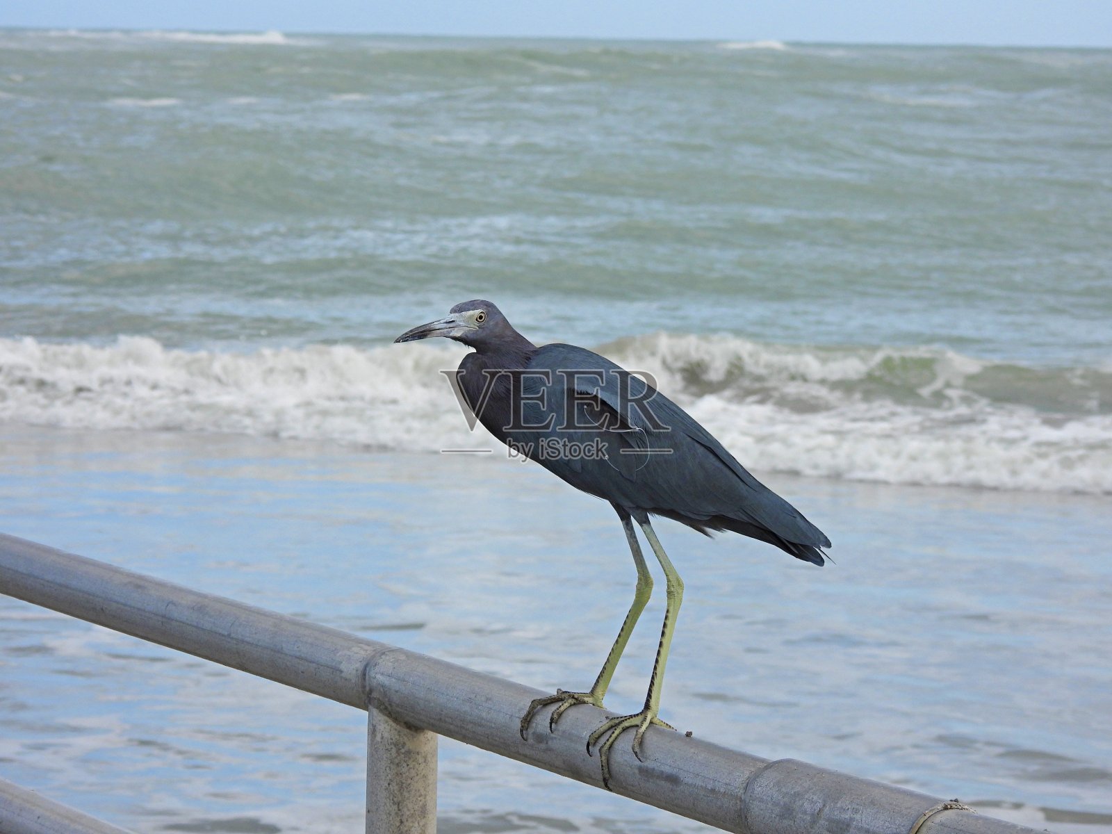 小蓝鹭栖息在码头的栏杆上照片摄影图片