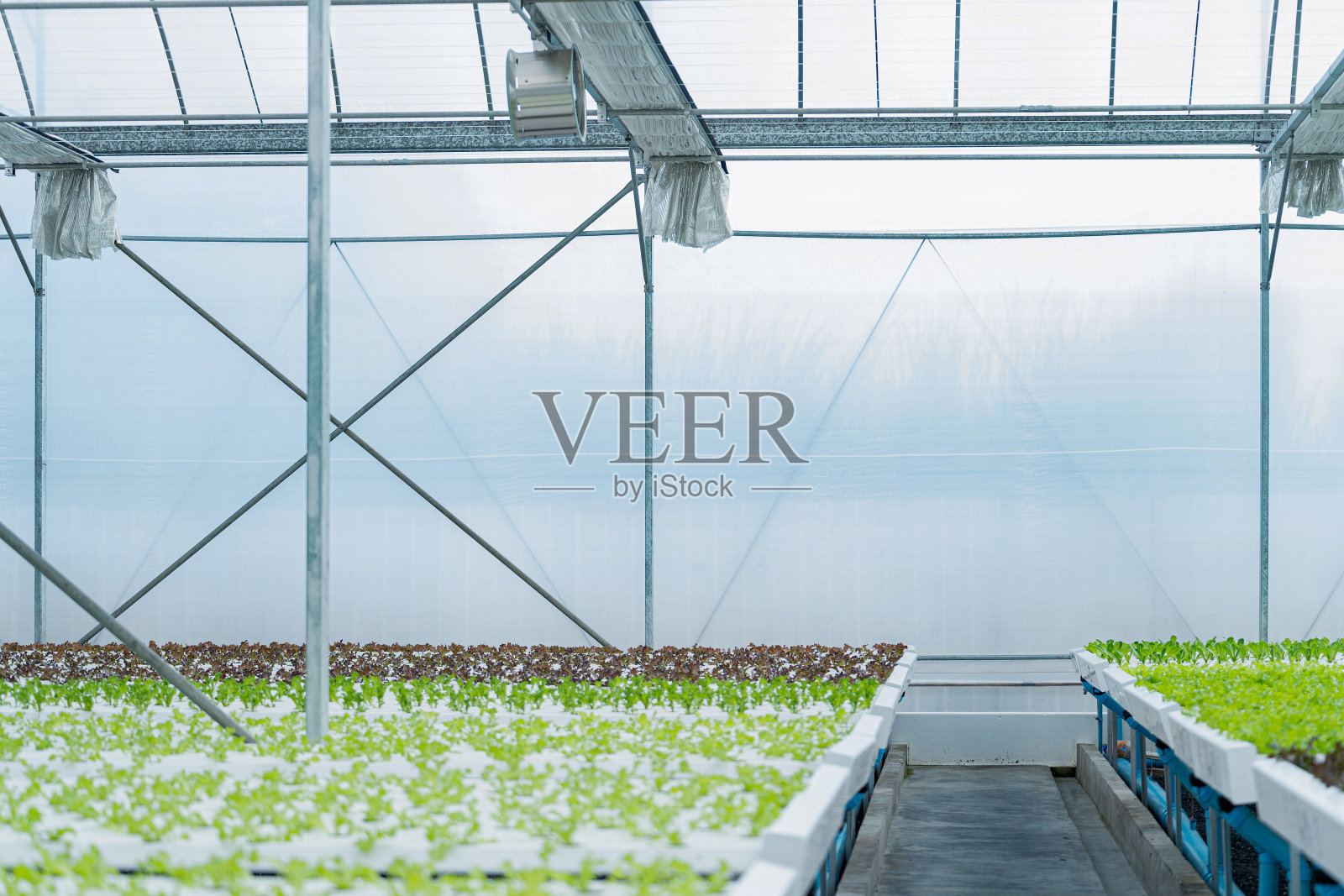 现代农业。水培蔬菜农场。种植有机蔬菜和健康食品的概念。照片摄影图片