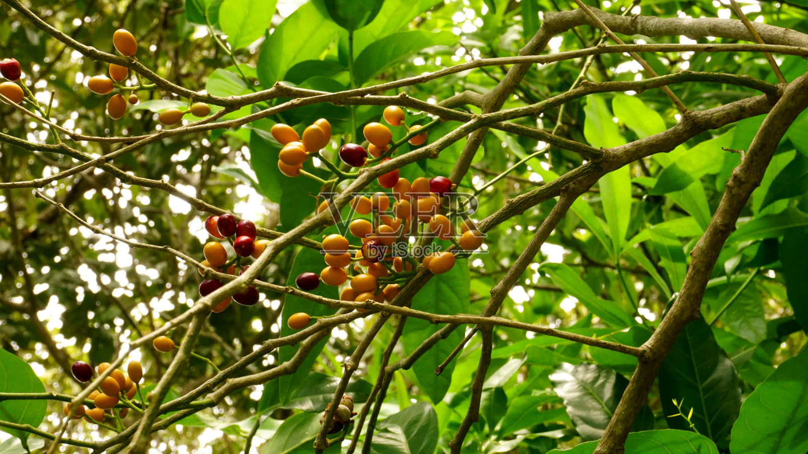 树上生长的水果特写镜头照片摄影图片
