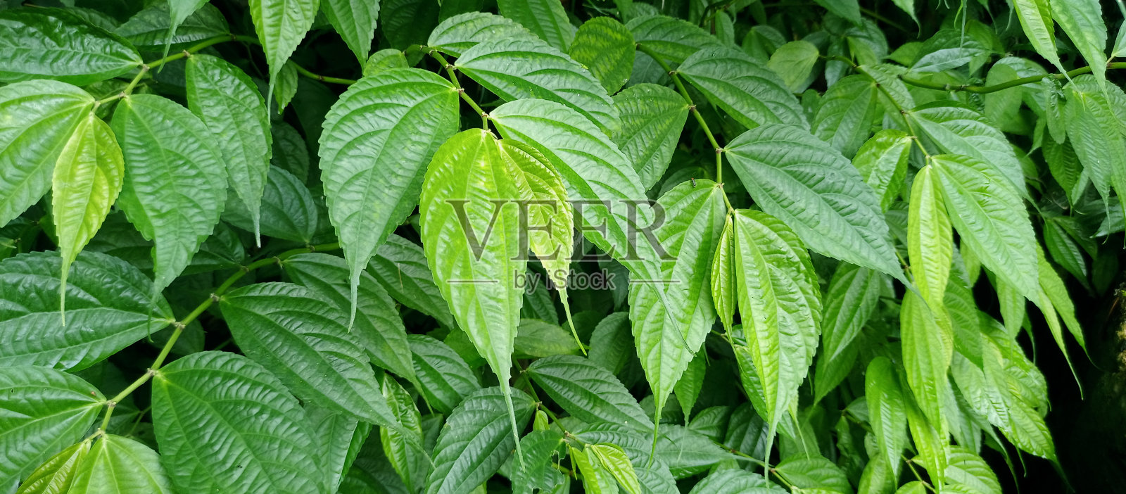 波氏拉米花照片摄影图片