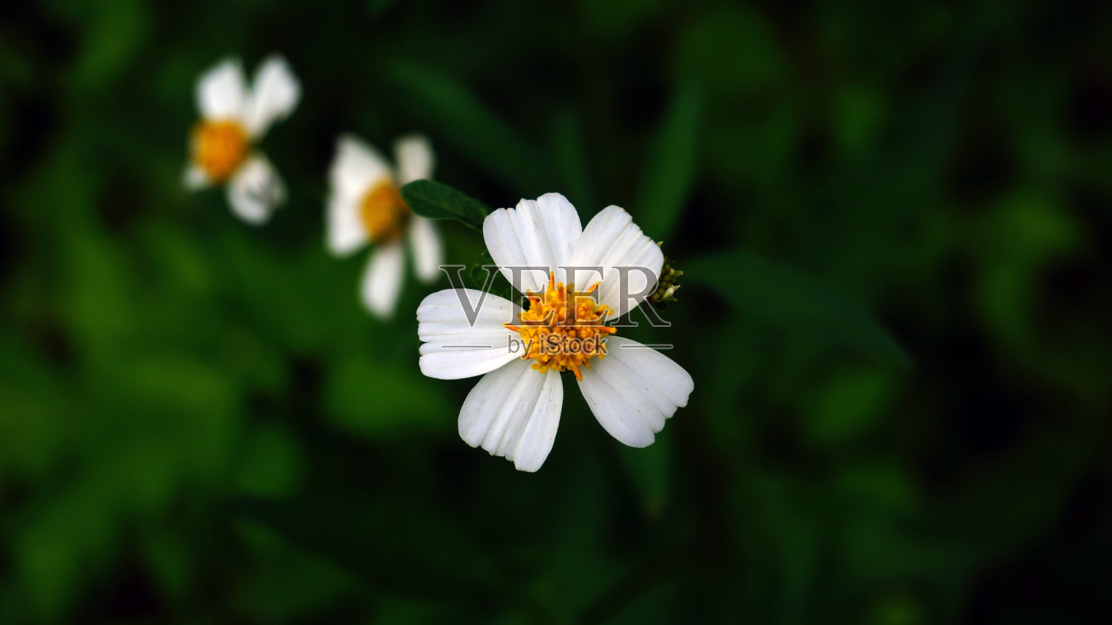 酮花照片摄影图片