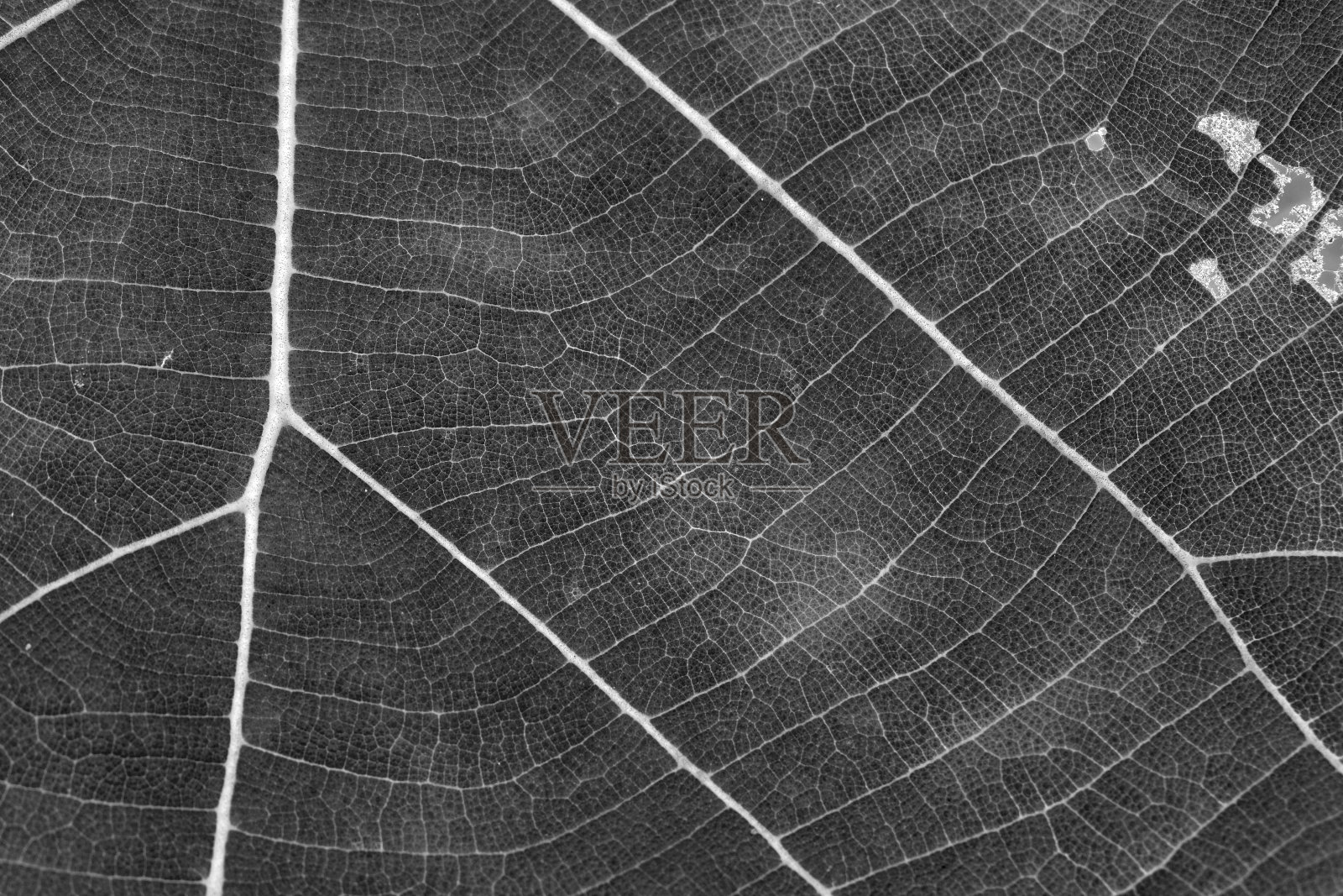 黑色和白色拉近了树叶的纹理照片摄影图片