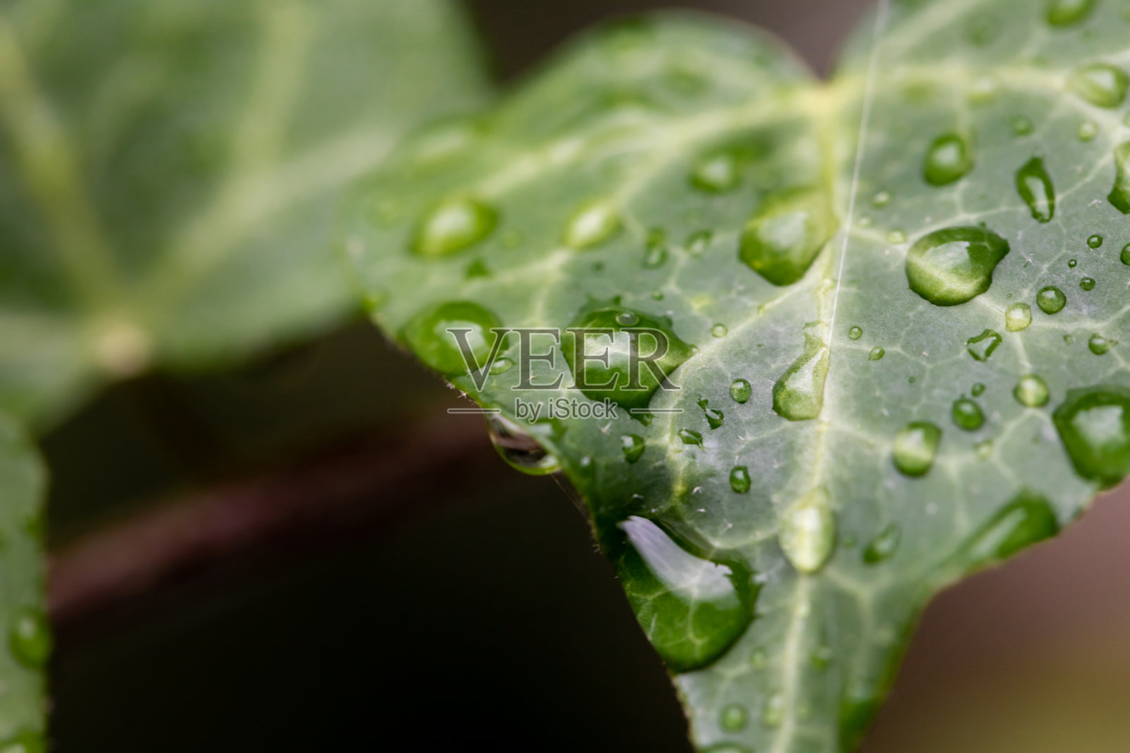雨后常春藤叶子的微距照片与水滴。照片摄影图片