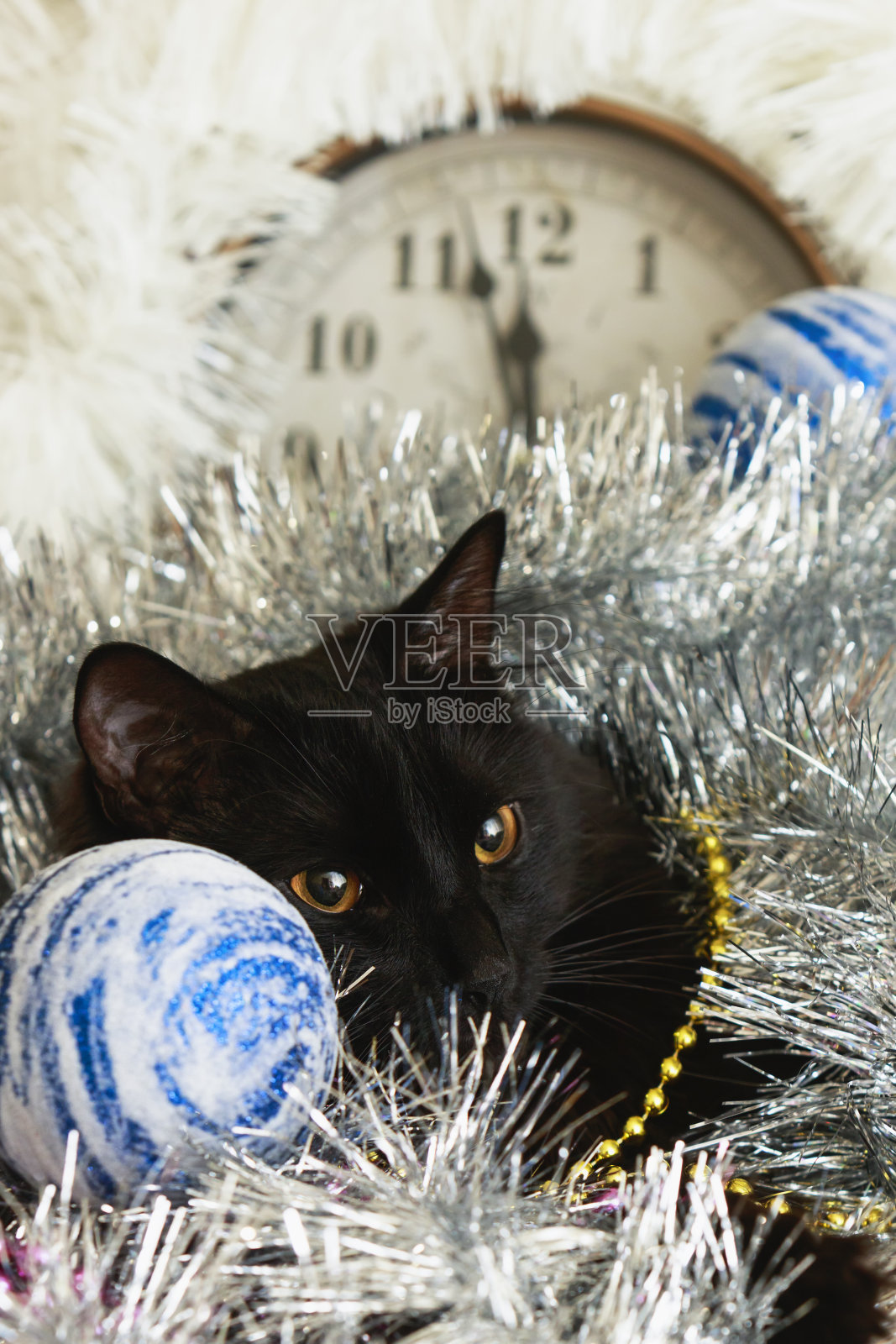 圣诞猫的肖像在节日的装饰照片摄影图片