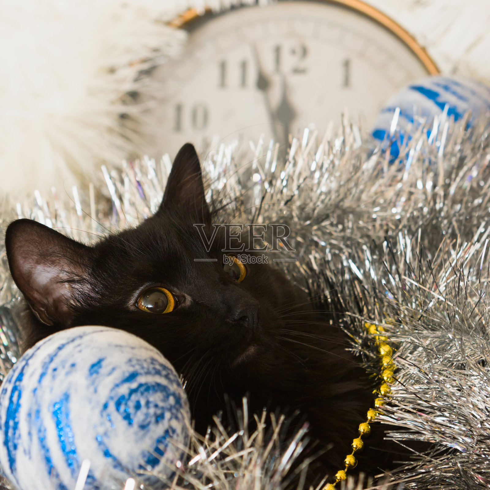圣诞猫的肖像在节日的装饰照片摄影图片
