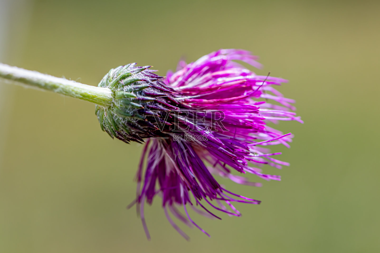 长在草甸上的花照片摄影图片