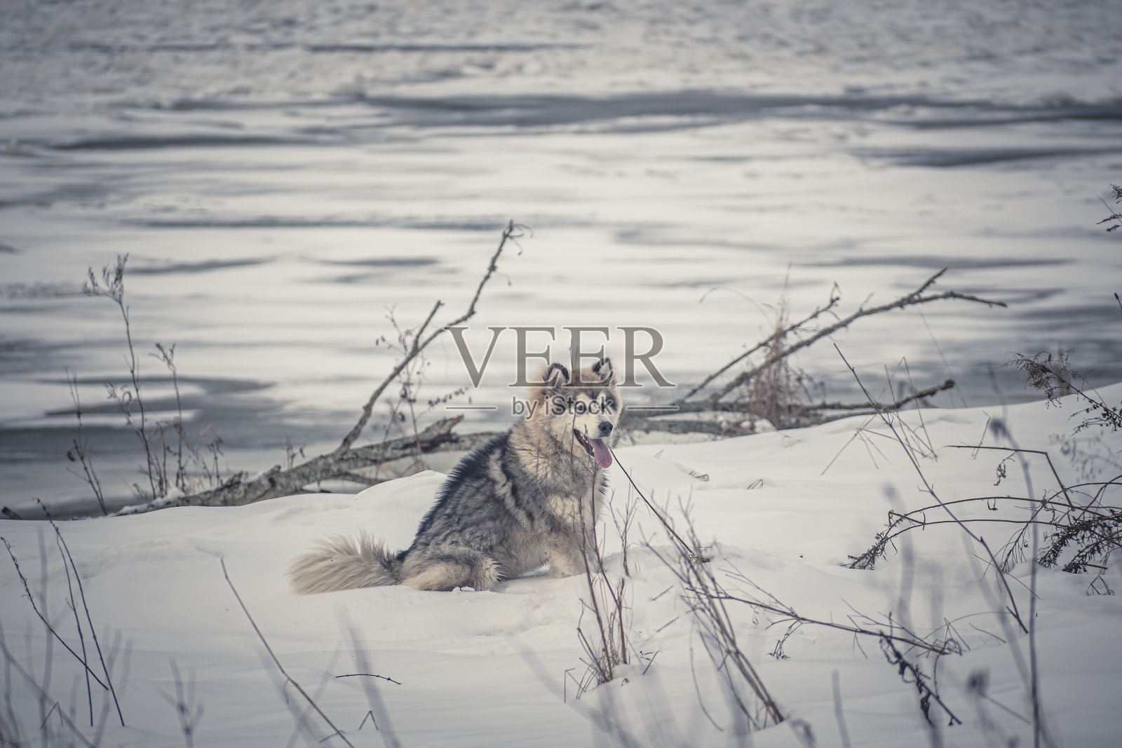 雪橇犬小狗坐在雪地里照片摄影图片