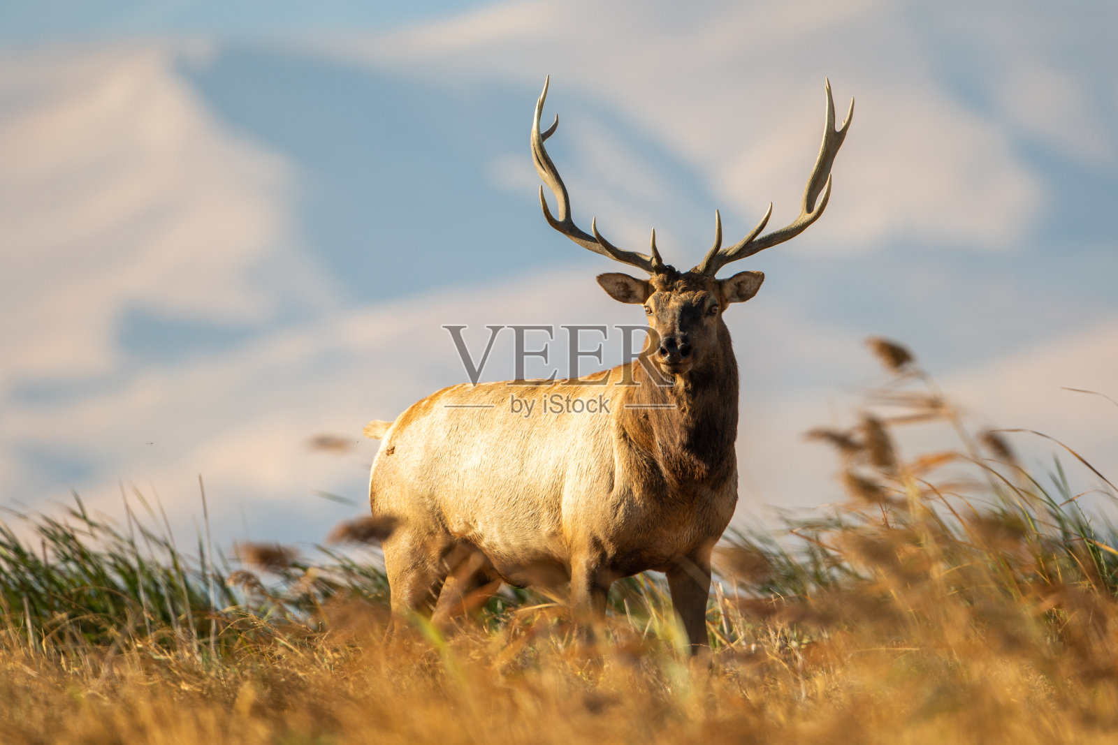 大公牛图莱麋鹿漫游在沼泽的灰熊岛野生动物区在加利福尼亚照片摄影图片