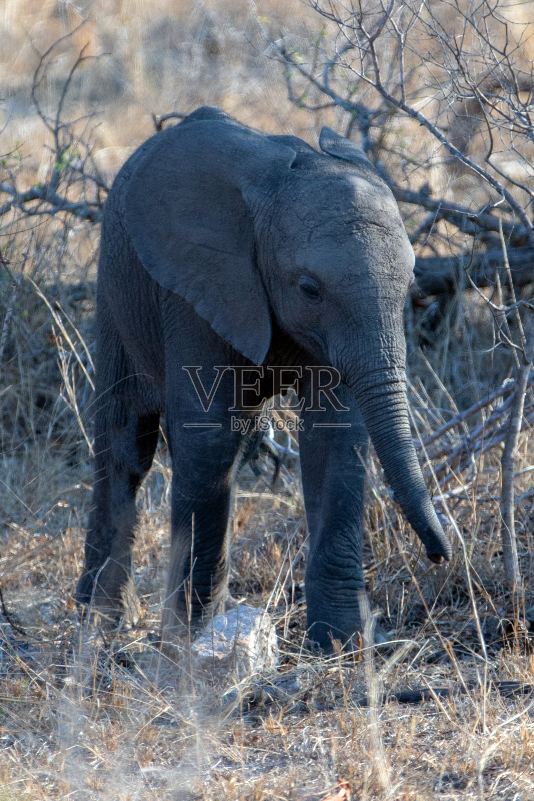 南非克鲁格国家公园里的非洲象宝宝照片摄影图片