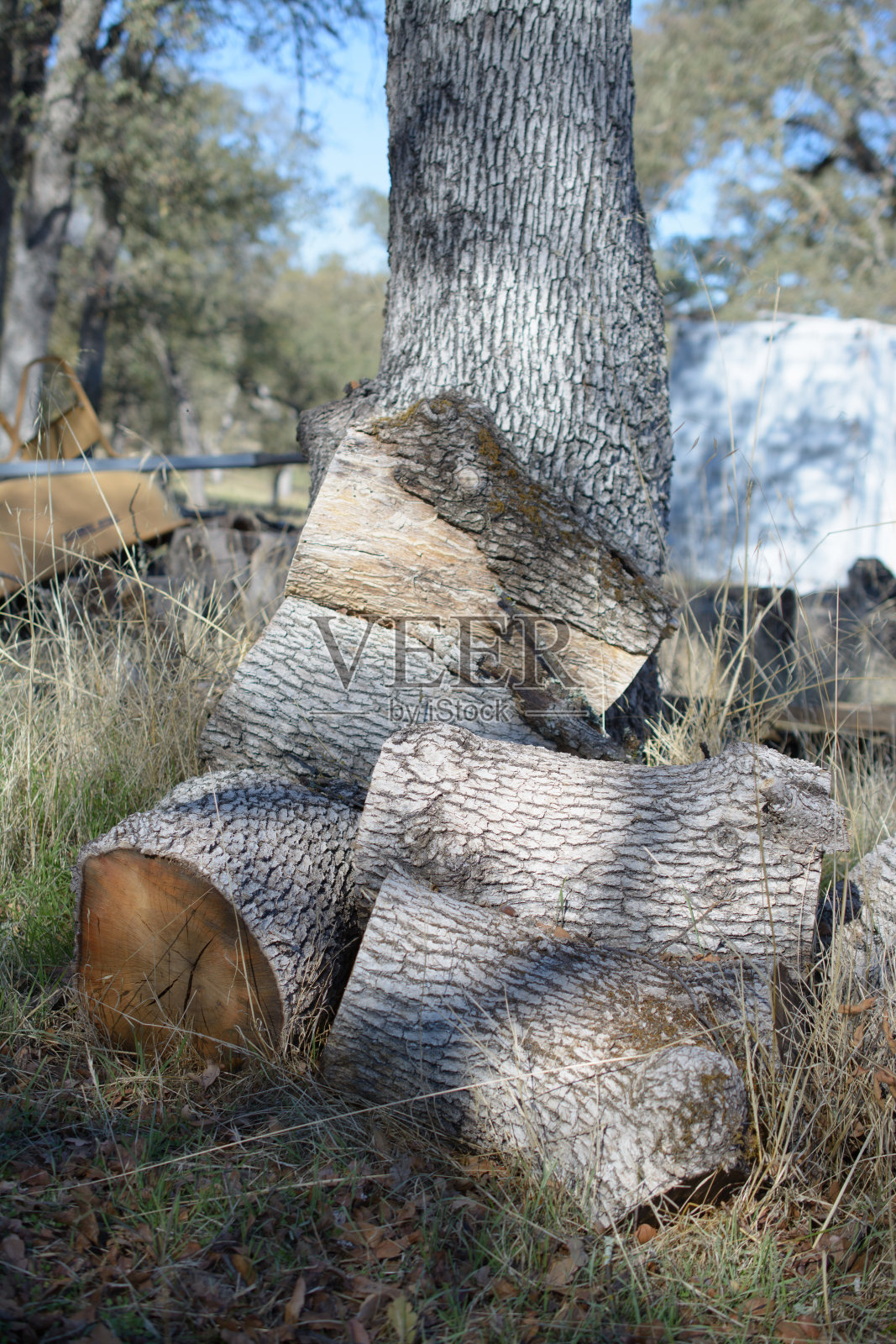 靠在一棵树上的一堆被砍下来当柴火用的橡树圆木照片摄影图片