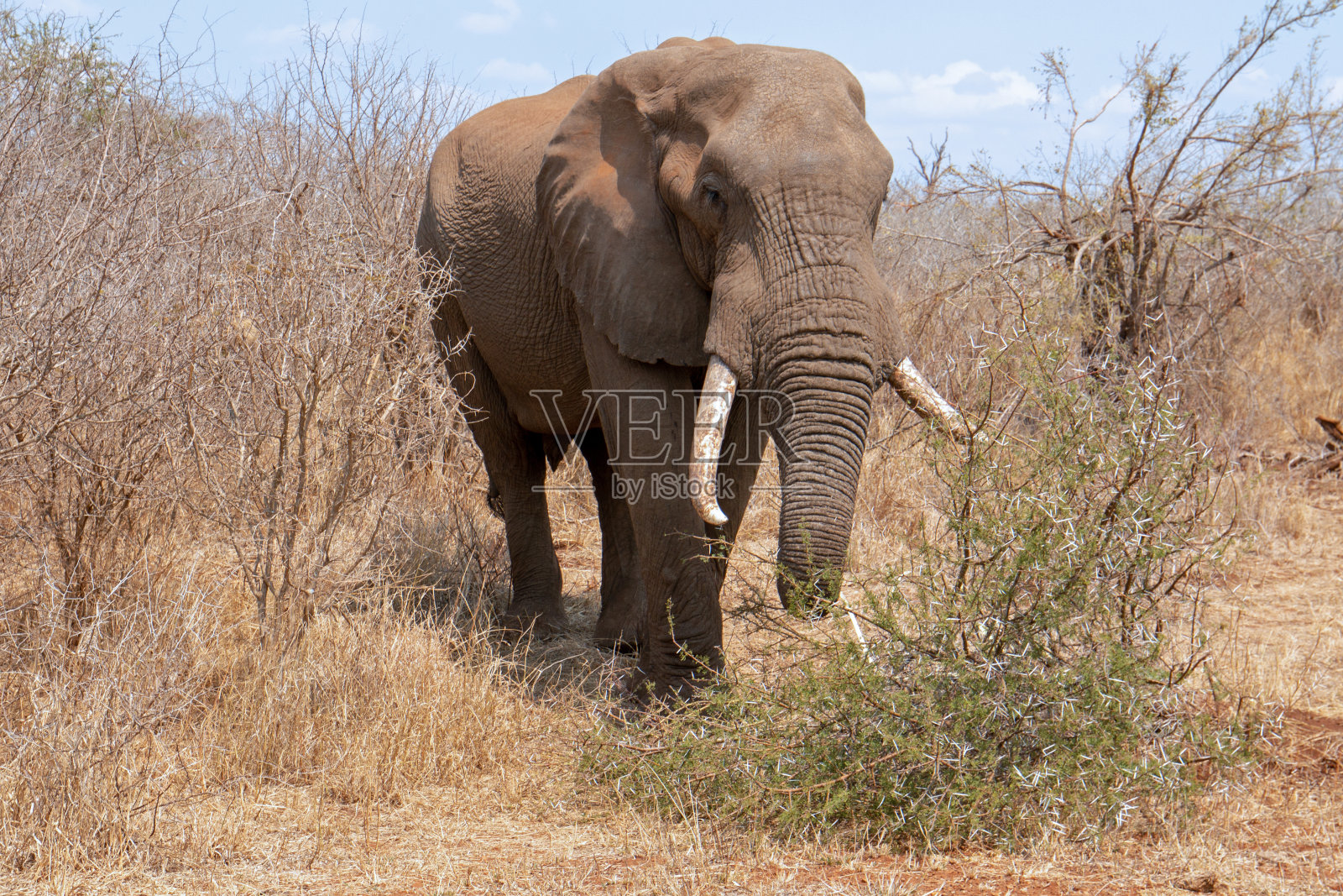 南非克鲁格国家公园的非洲象牛照片摄影图片