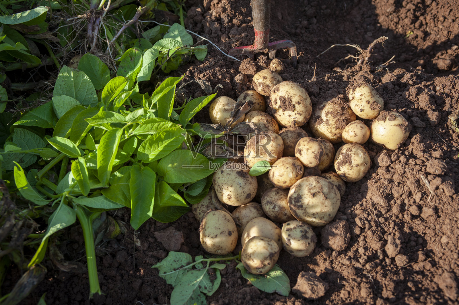 收获的土豆照片摄影图片