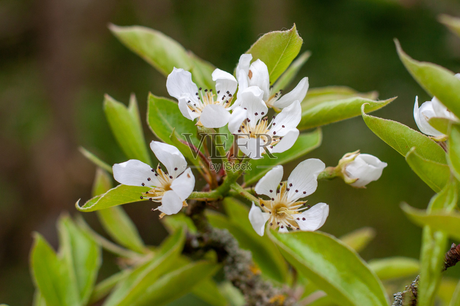 一小簇白色棘梨，开杏仁叶梨花照片摄影图片