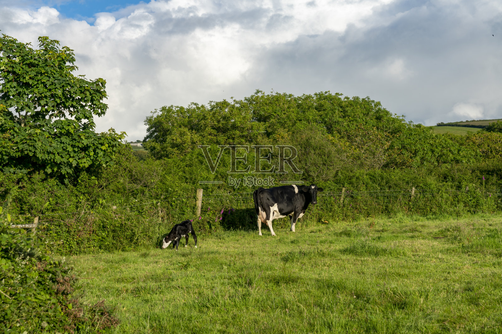 康沃尔海岸照片摄影图片