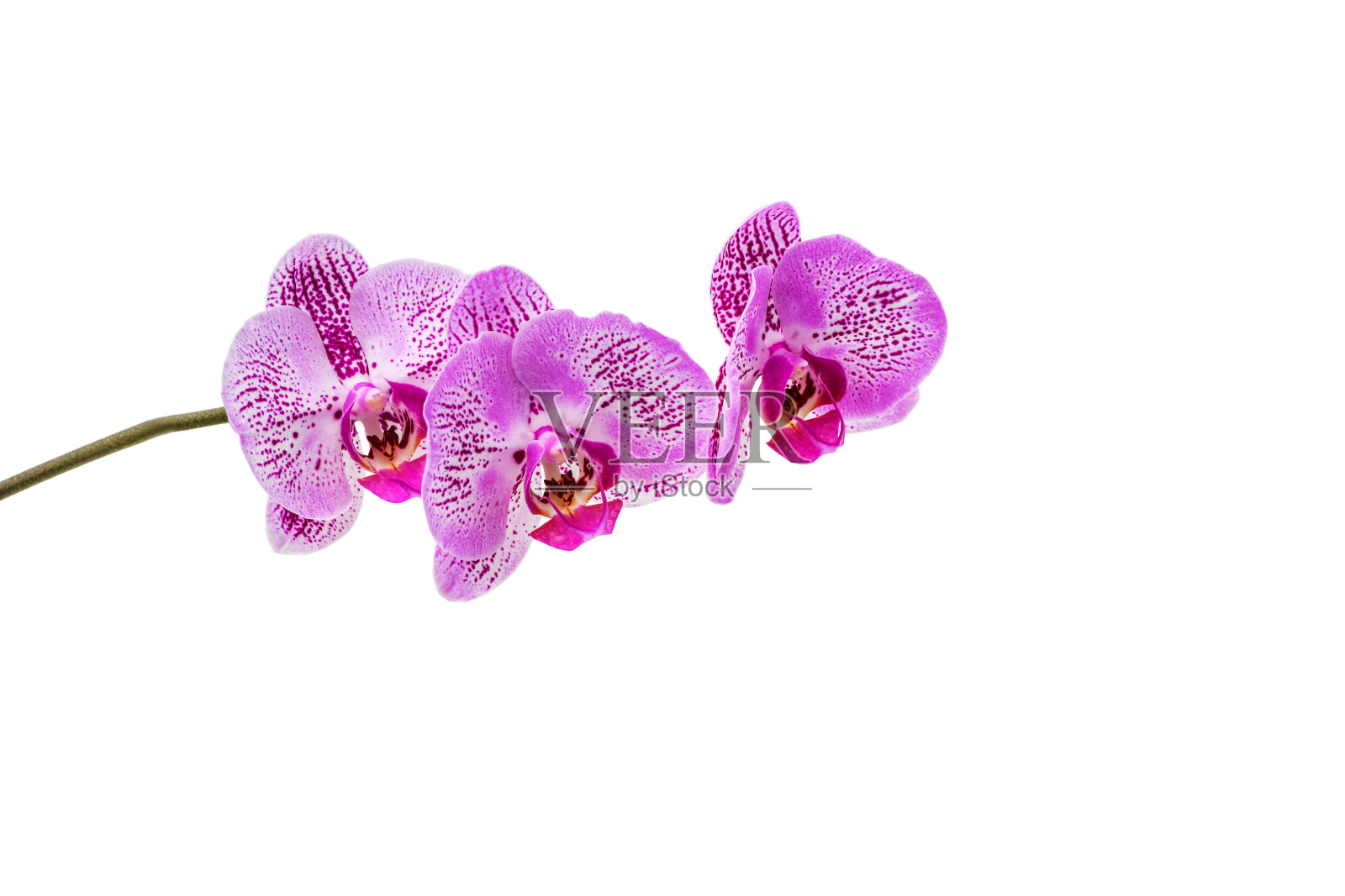 兰花花在白色孤立的背景上。温泉,放松的概念照片摄影图片