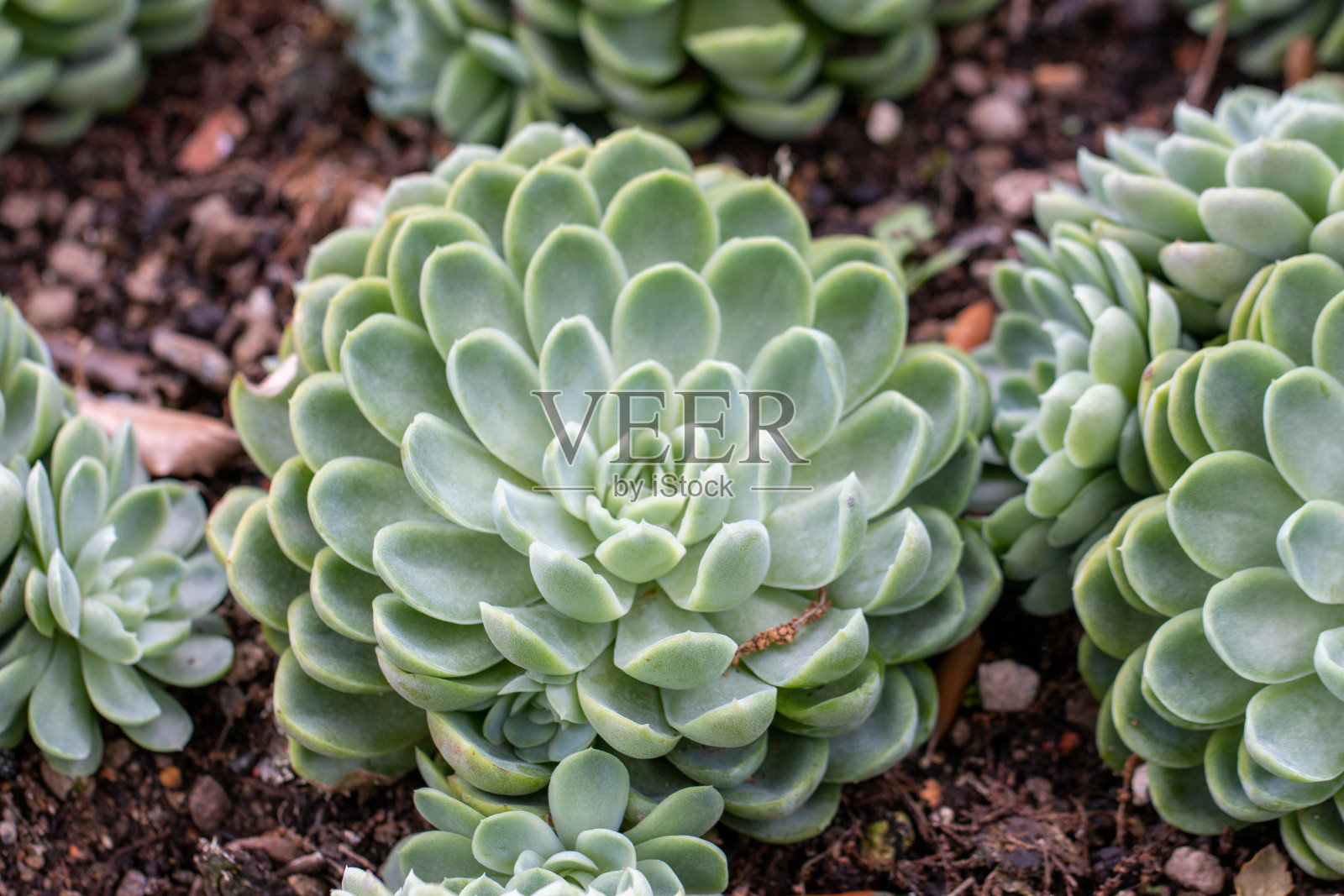 秀丽隐杆玫瑰多汁照片摄影图片