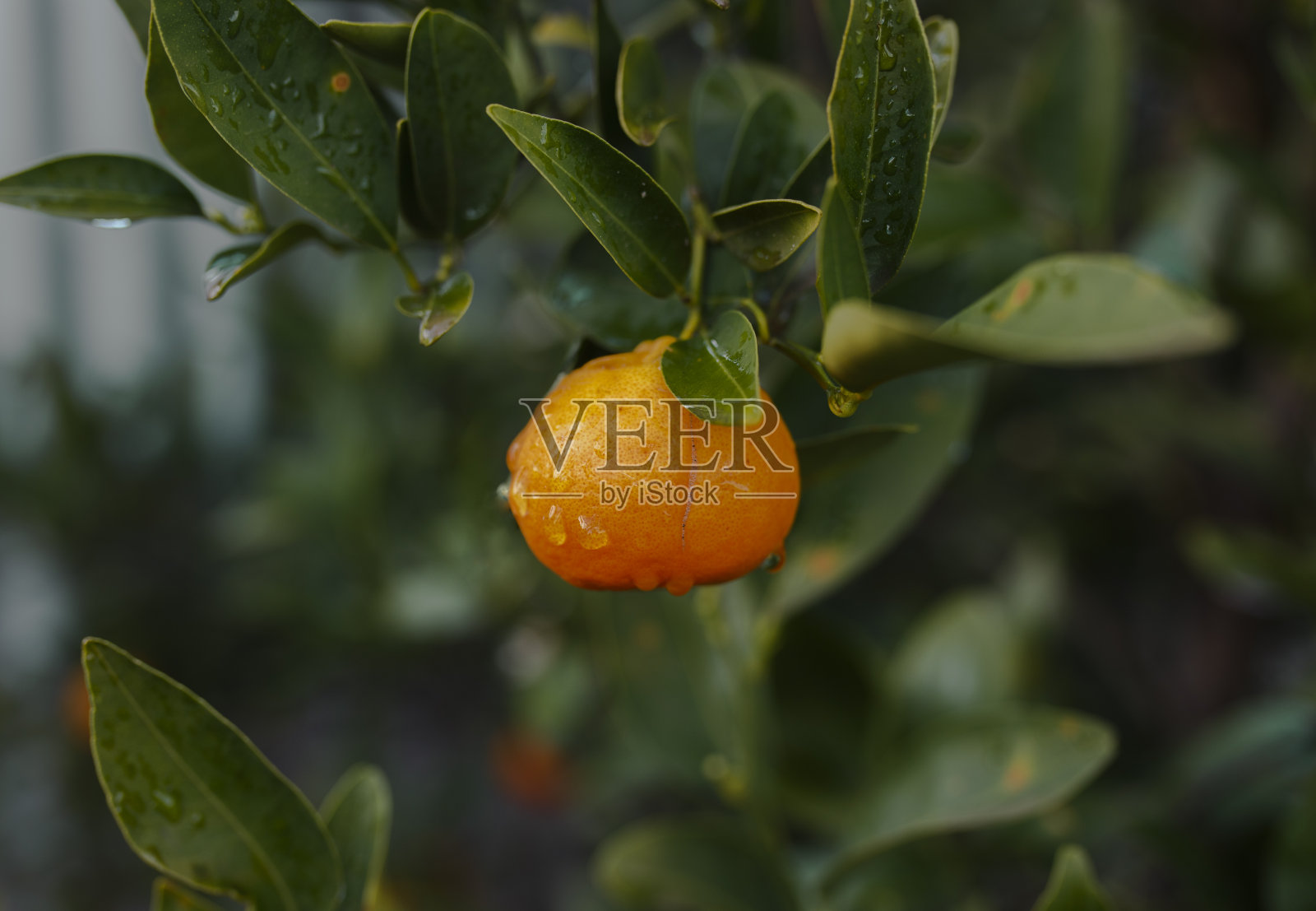 鲜熟普通话照片摄影图片