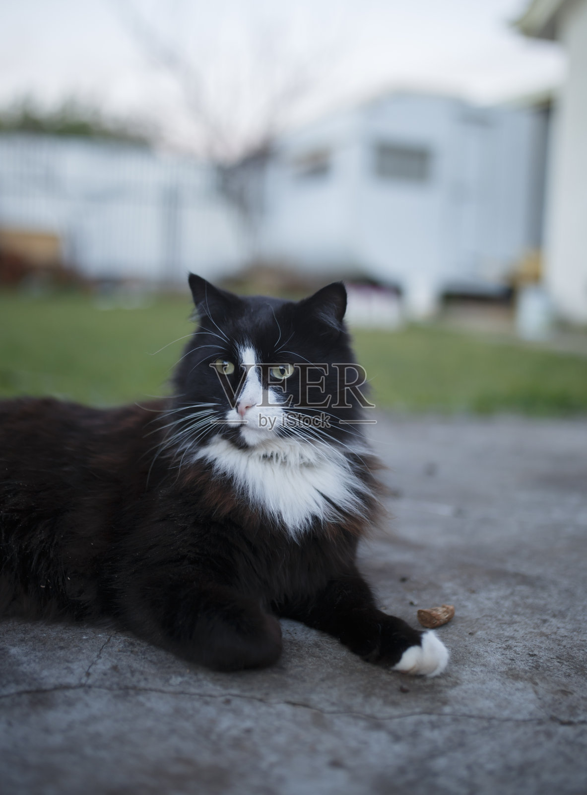 后院有只毛茸茸的猫照片摄影图片
