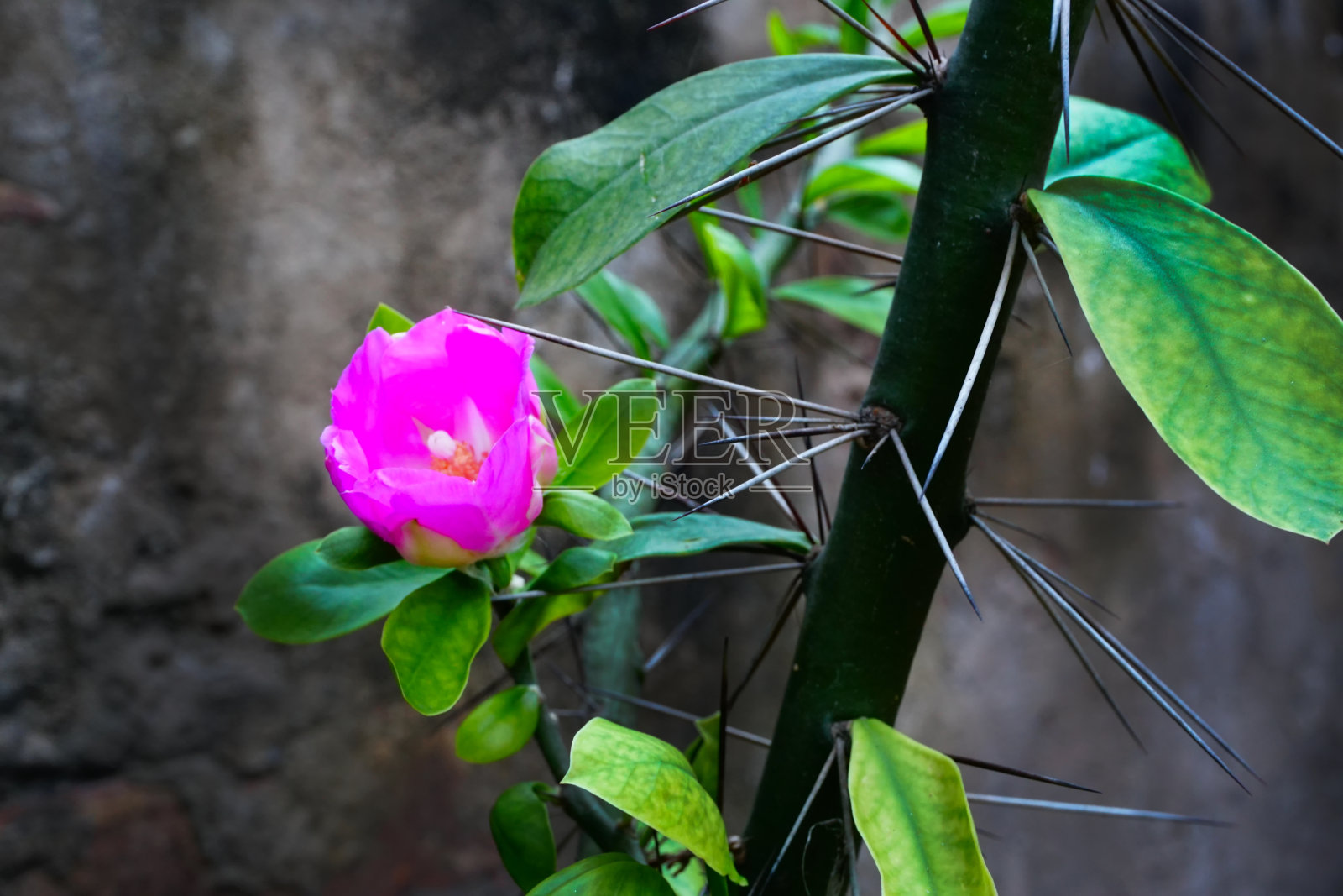 紫色仙人掌花，自然stock形象照片摄影图片