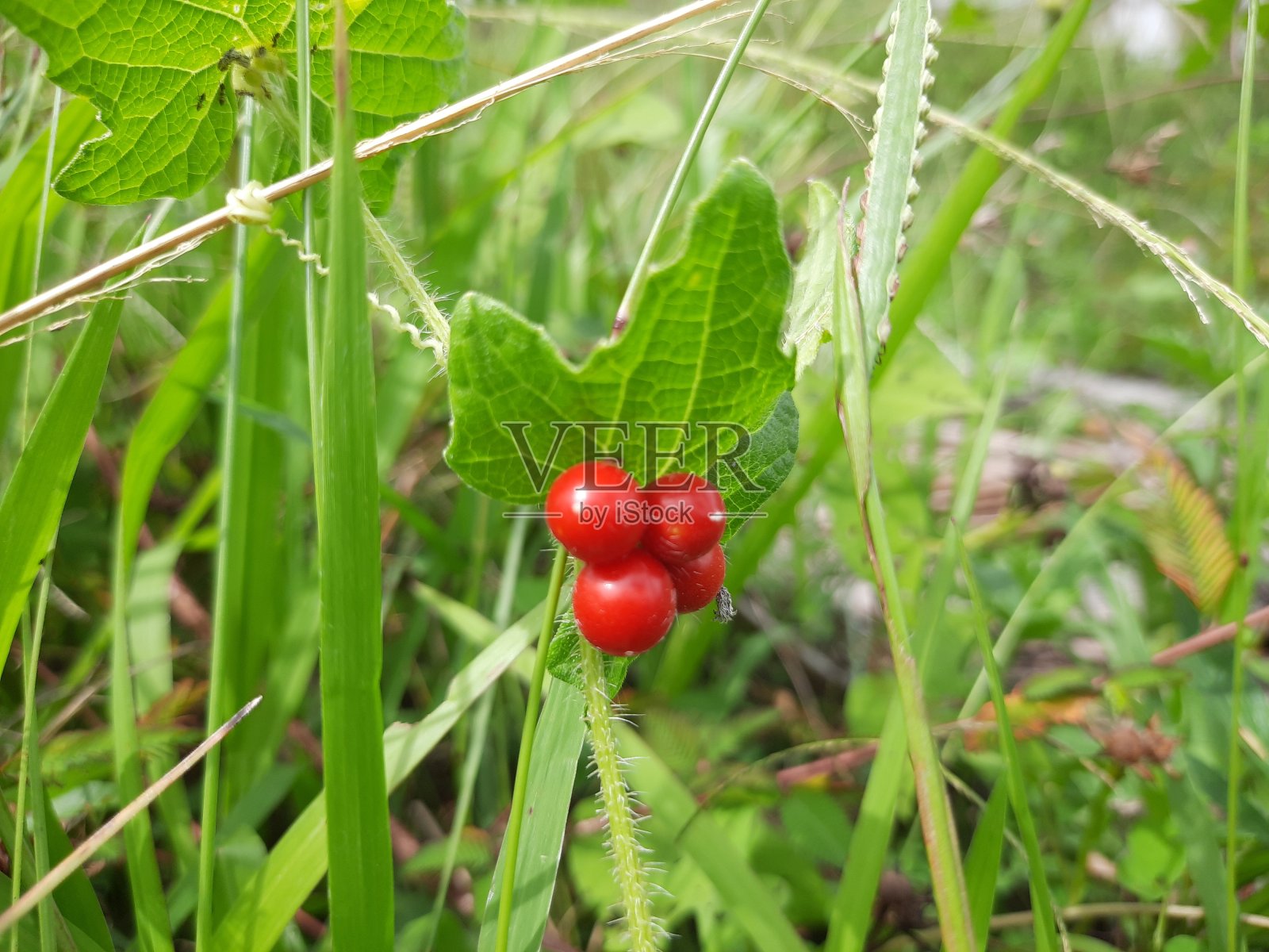 红醋栗树照片摄影图片