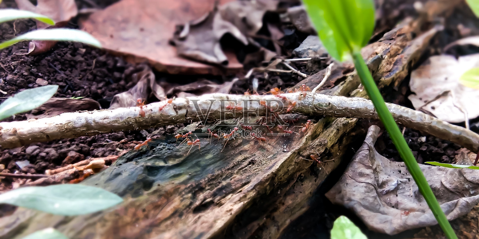 木头上的红蚂蚁照片摄影图片