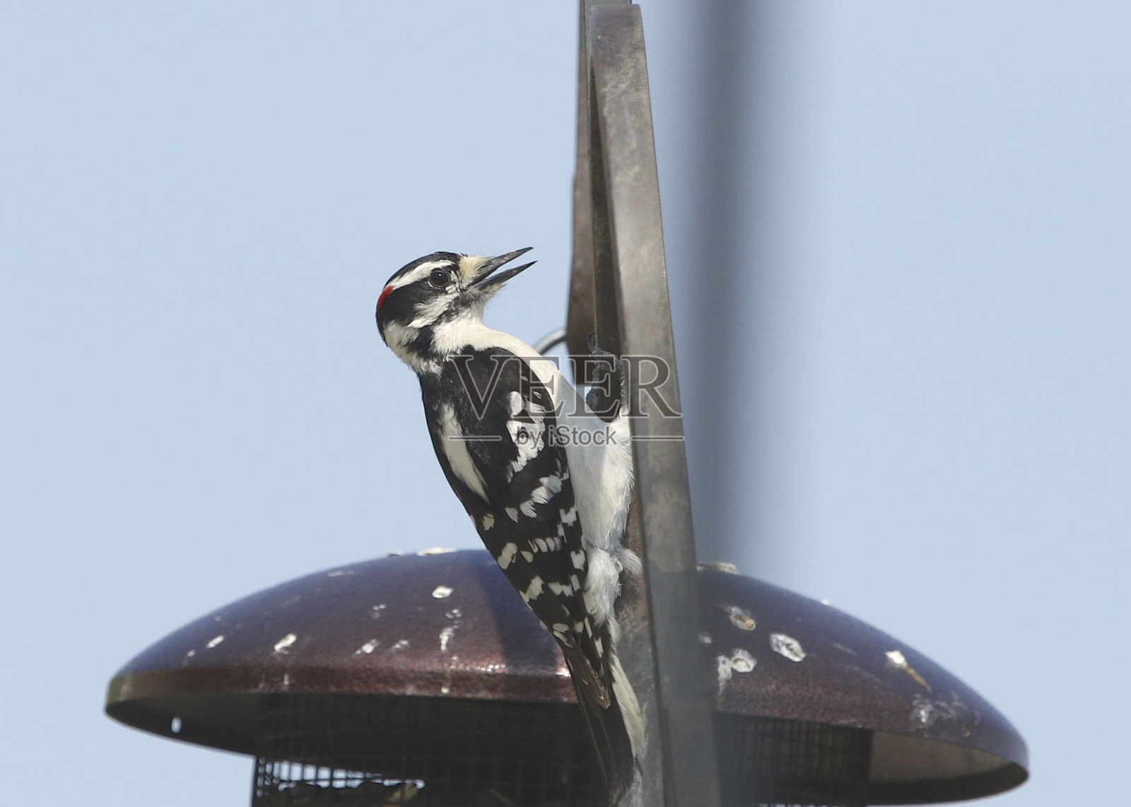 毛啄木鸟(雄性)照片摄影图片