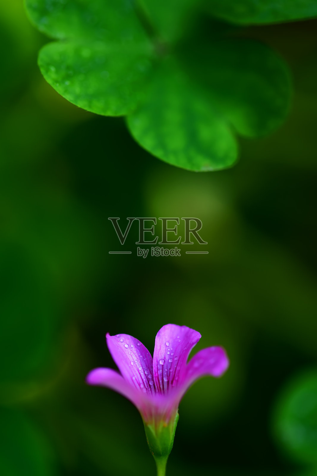 春天的早晨，紫色的花朵和露珠照片摄影图片