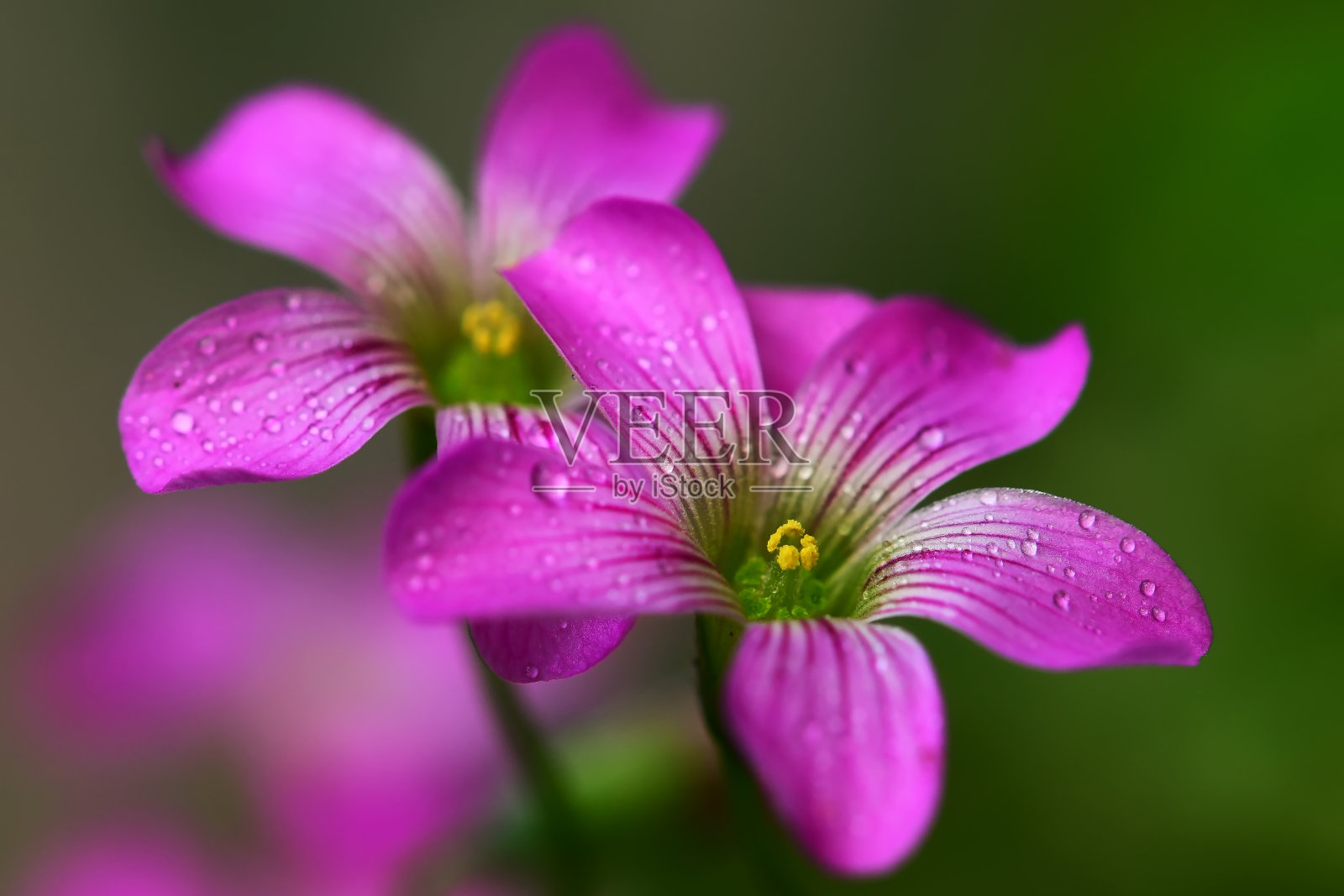 紫色的花朵和清晨的露珠照片摄影图片