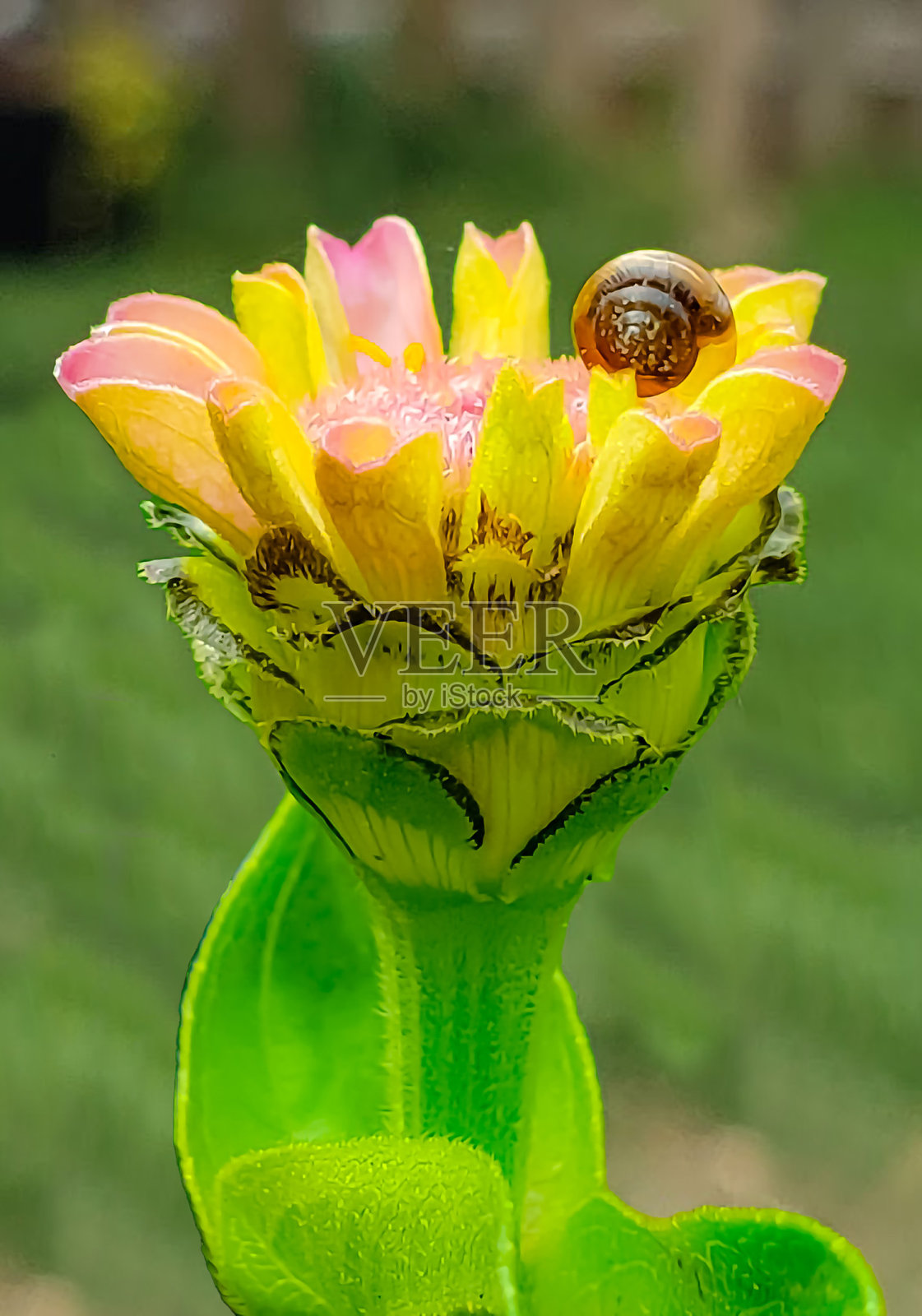百日菊上的小蜗牛照片摄影图片
