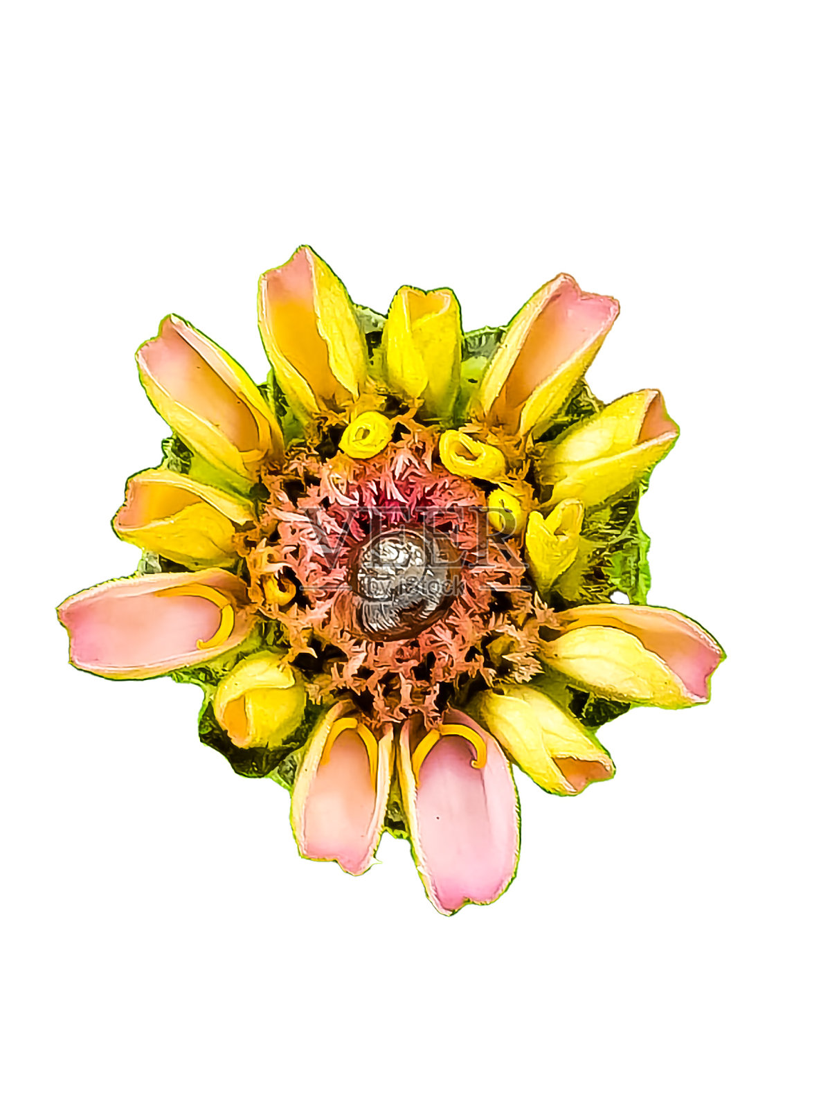 百日菊上的小蜗牛照片摄影图片