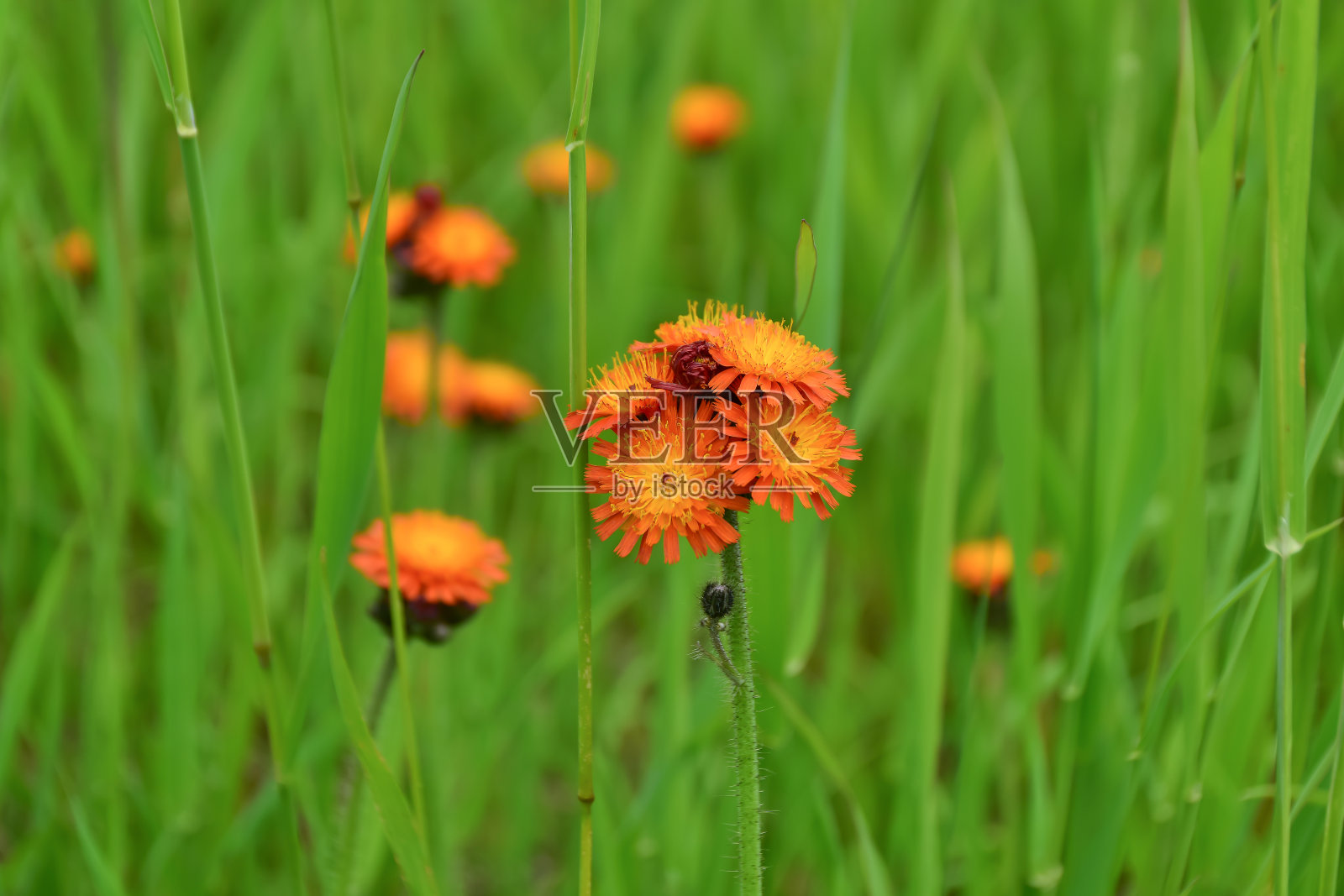 明亮的橙色野花在绿色的背景上。照片摄影图片