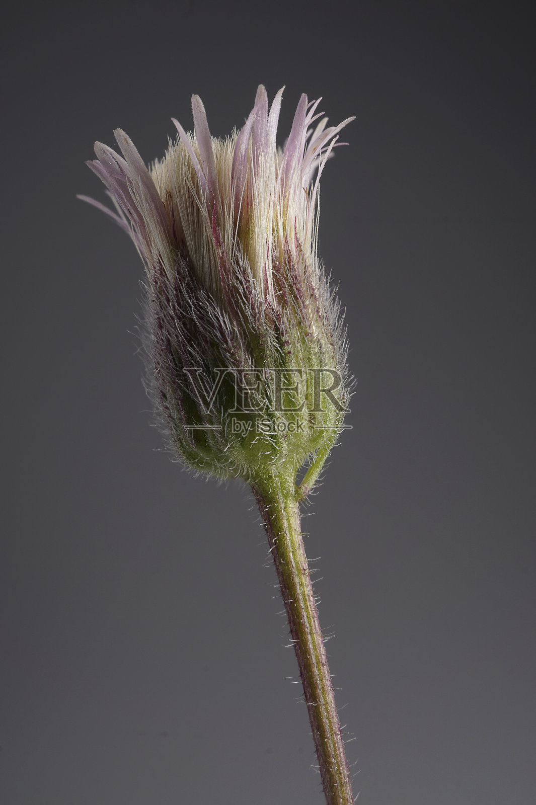 来自世界各地的粉红色和紫色的野花和杂草，它们精致的纹理和图案用于生存照片摄影图片