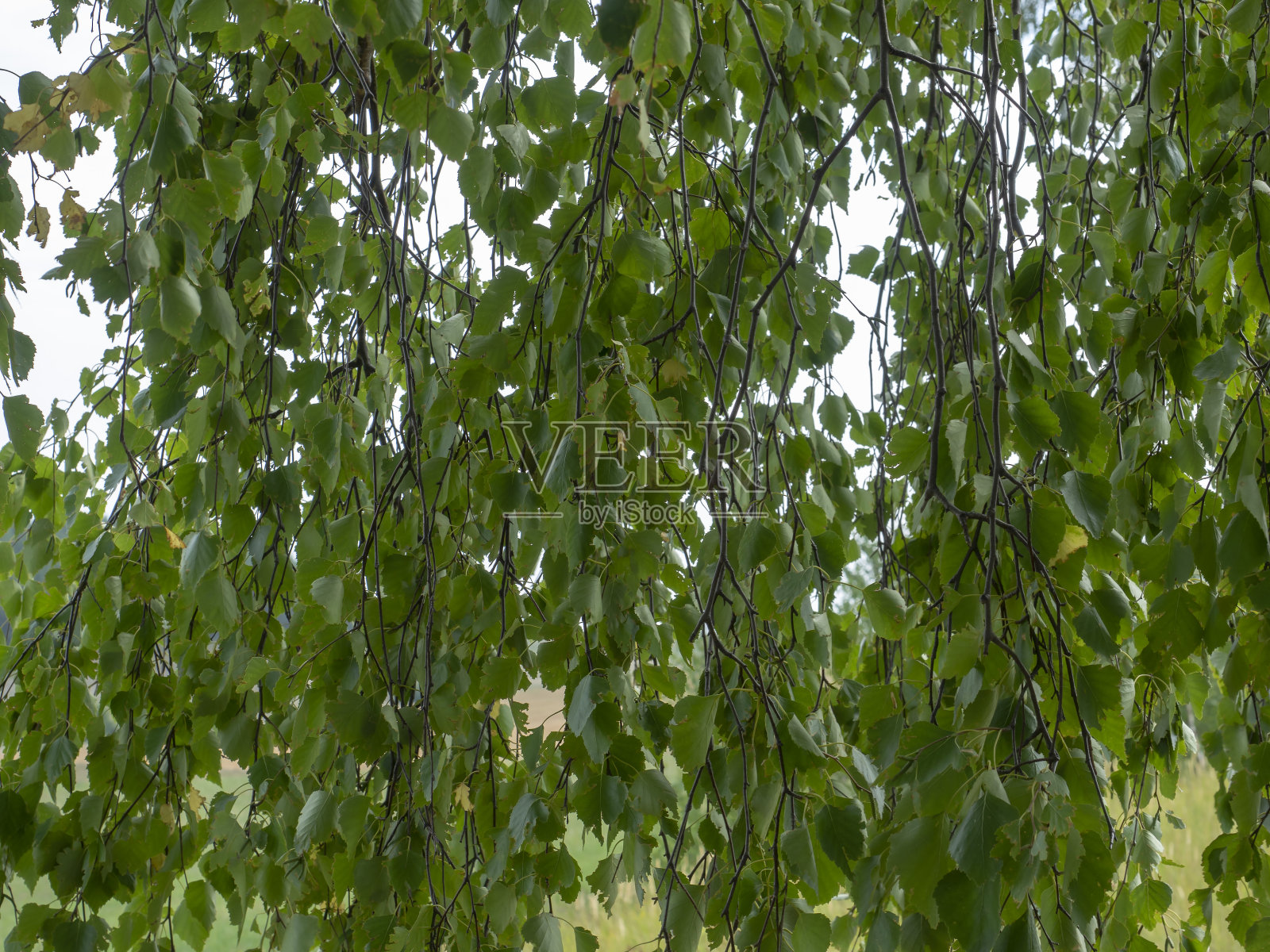 绿色的树叶，作为壁纸的背景。挂着绿叶的树枝。桦木。照片摄影图片