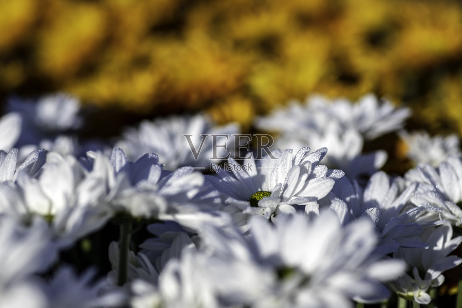 白色的栽培菊花花瓣上有露珠。有选择性的重点照片摄影图片