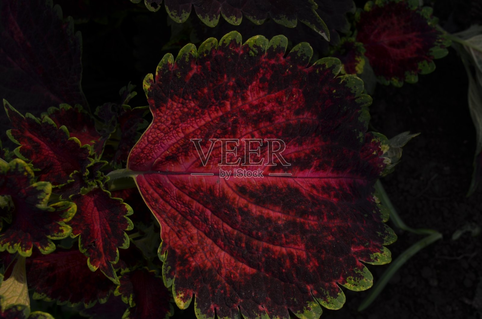 彩叶草是一年生或多年生草本或灌木的属，有时是肉质的，有时有肉质或块茎的根茎。唇形科。因其色彩鲜艳的叶子而作为观赏植物栽培照片摄影图片