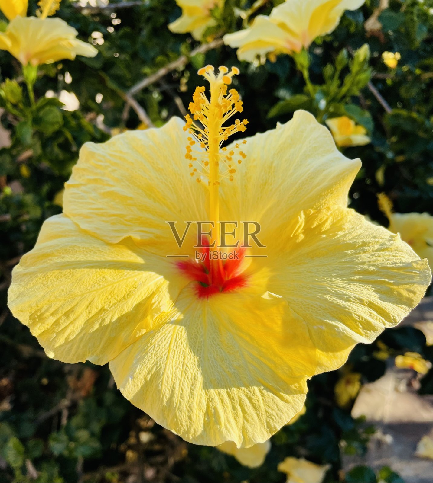 黄芙蓉照片摄影图片