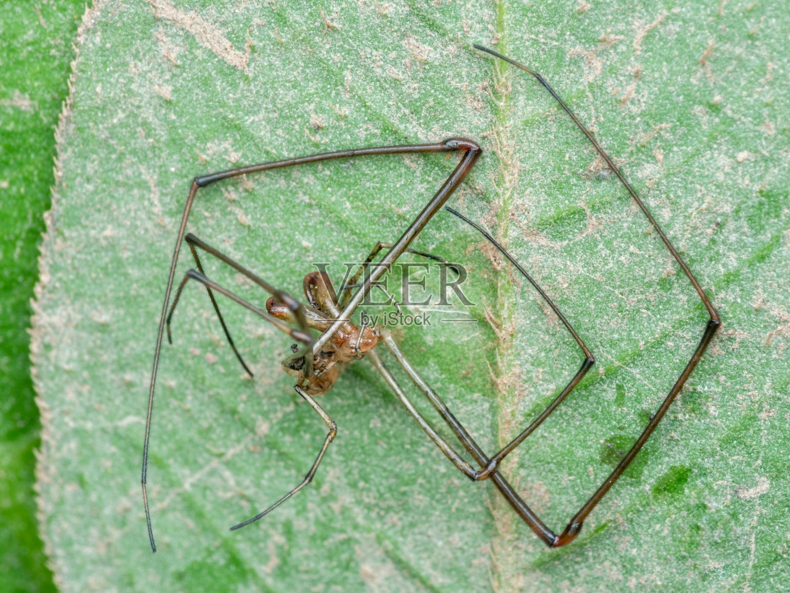 蜘蛛壳照片摄影图片