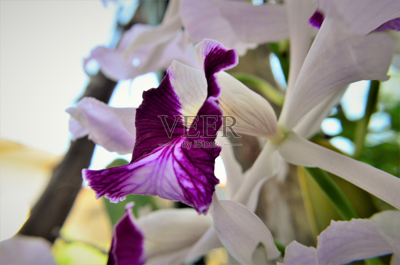 卡特里亚脆皮标签细节照片摄影图片