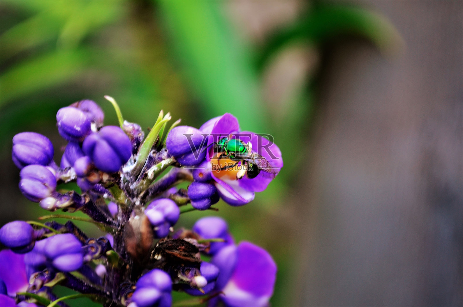 这只绿色的小蜜蜂正在采蜜照片摄影图片