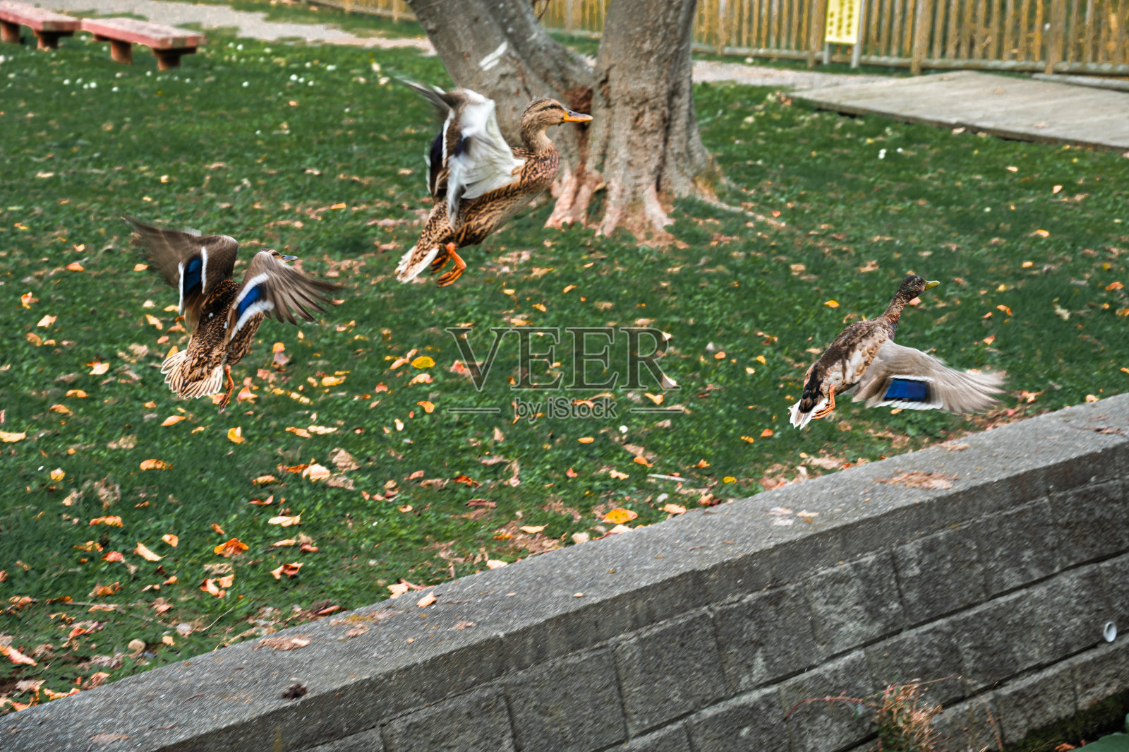 野鸭照片摄影图片