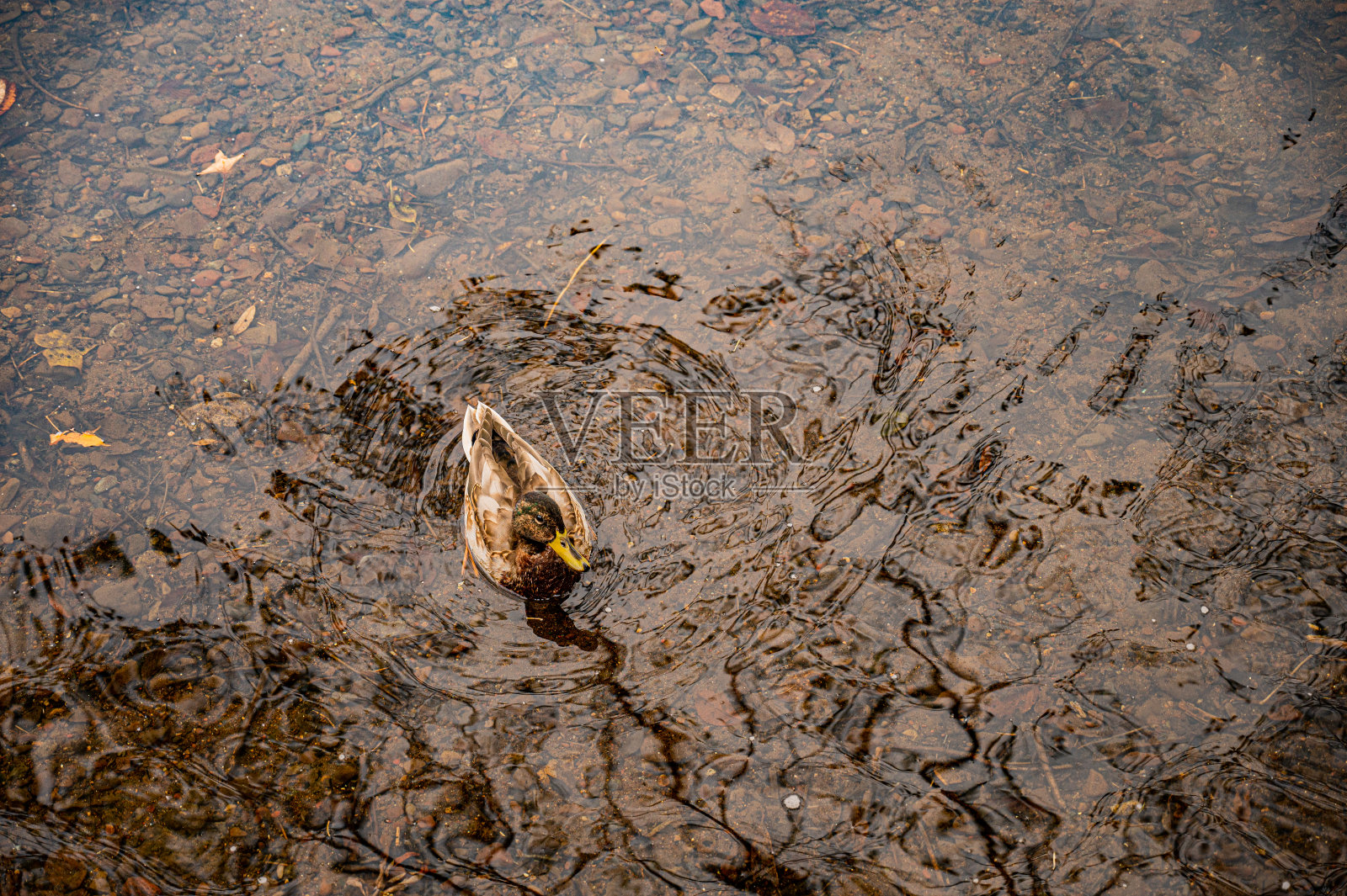 鸭照片摄影图片