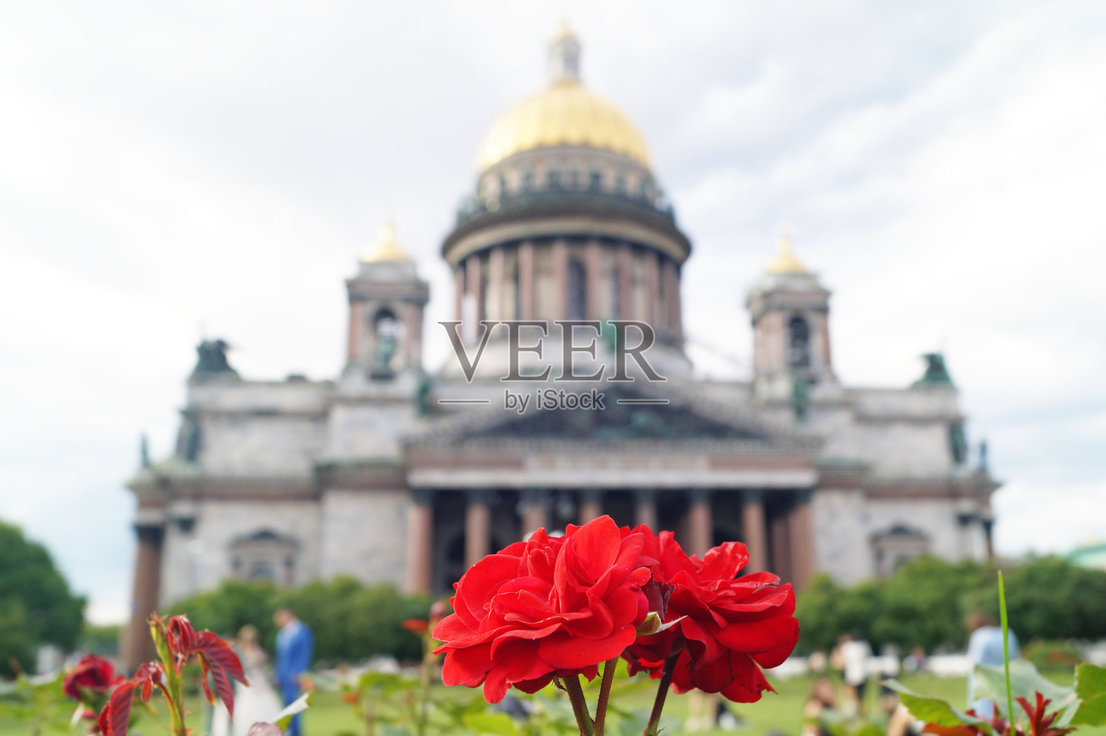 圣彼得堡圣以撒大教堂前的红玫瑰照片摄影图片