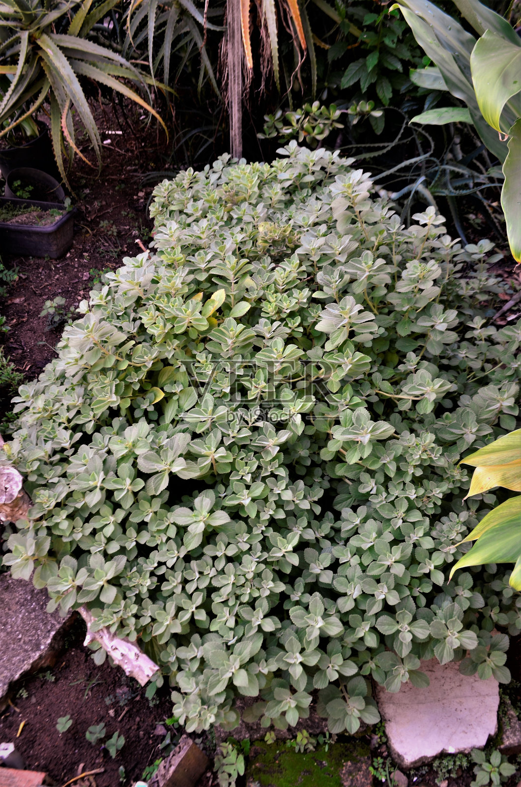 半枝莲的小灌木照片摄影图片