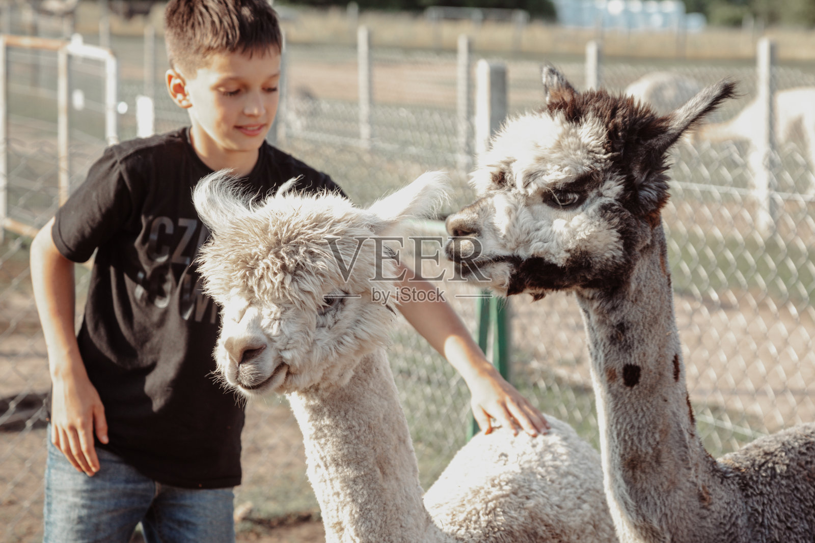 快乐的少年在夏日与羊驼在农场享受宠物。农业产业。农业旅游。使用天然材料的概念。美丽的动物。孩子们的节日。照片摄影图片
