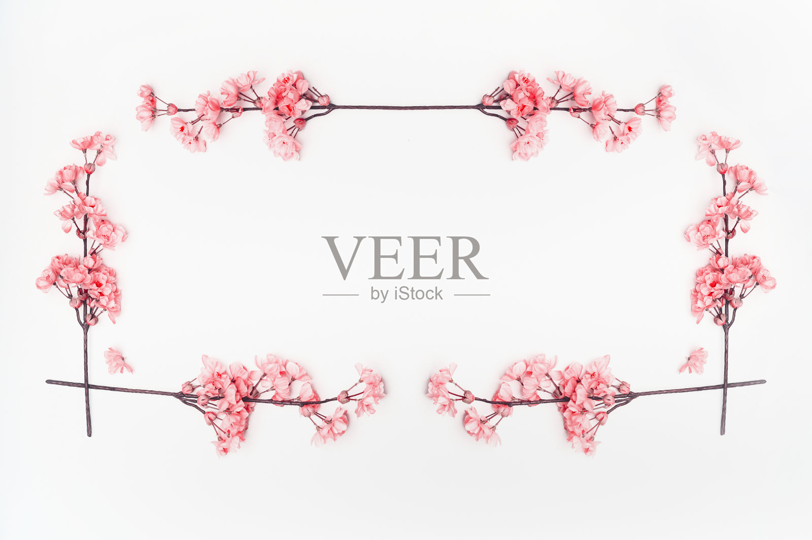 柔和的粉红色春天花框架上的白色背景，俯视图。照片摄影图片